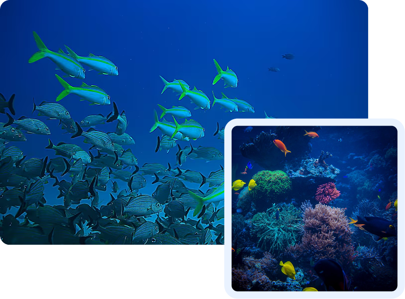 Banc de poissons tropicaux et récif corallien coloré, illustrant la biodiversité marine et la source des produits de la mer d'exception distribués à Rungis, France.