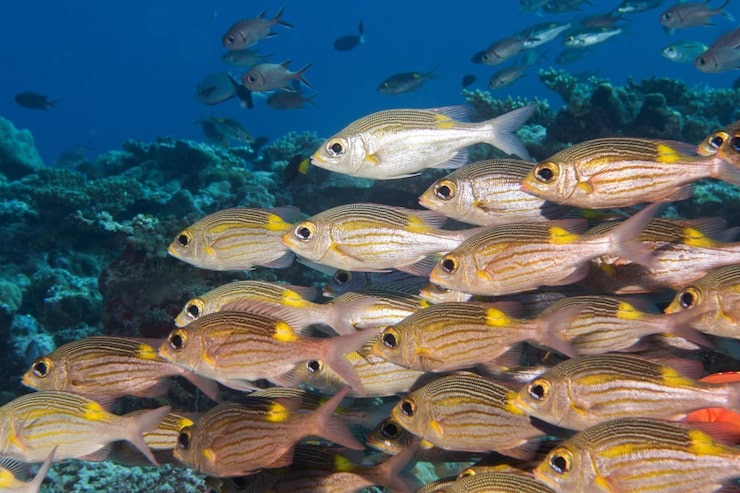 Banc de poissons tropicaux argentés aux reflets dorés nageant près d'un récif, symbolisant la richesse des produits de la mer sélectionnés pour le marché de Rungis en France.