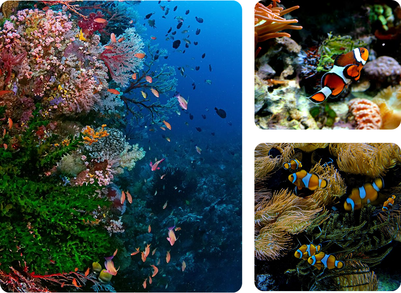 Vue sous-marine de poissons clowns dans des anémones et récif de corail luxuriant, témoignant de la diversité des produits de la mer sourcés pour le marché de Rungis en France.
