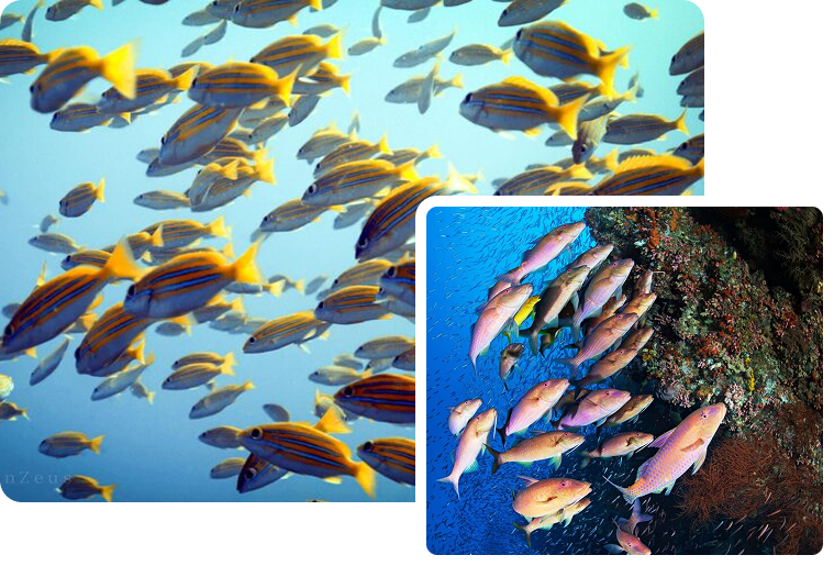 Bancs de poissons tropicaux jaunes et roses évoluant près d'un récif corallien, illustrant la diversité marine des produits de la mer d'exception disponibles à Rungis, France.