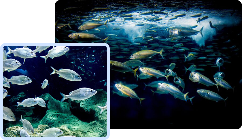 Bancs de poissons argentés en mouvement sous l'eau, illustrant la fraîcheur et la vitalité de la pêche du jour distribuée au marché de Rungis en France.