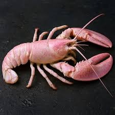 Rare homard rose entier sur fond noir, une exception gastronomique des produits de la mer sélectionnée au marché de Rungis en France.