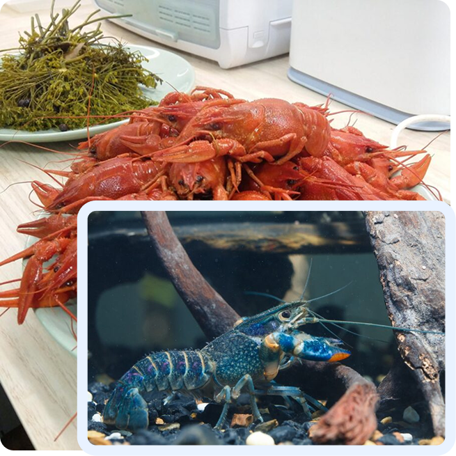 Combinaison visuelle d'écrevisses rouges cuites avec aneth et d'un écrevisse bleue vivante en aquarium, illustrant la fraîcheur et la diversité des crustacés au marché de Rungis en France.