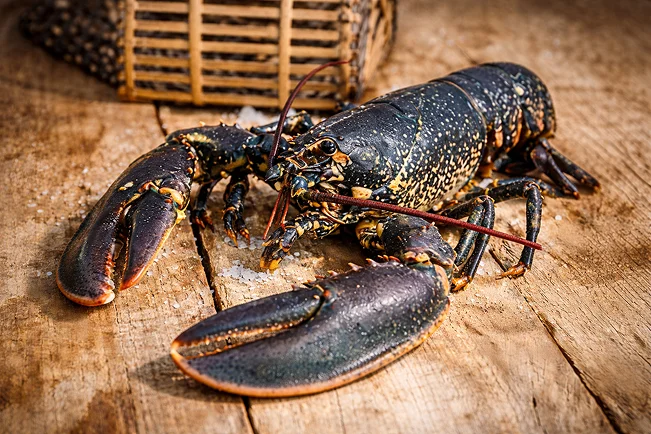 Un homard vivant frais, de couleur bleu foncé avec des taches orange, reposant sur une surface en bois rustique saupoudrée de sel de mer.