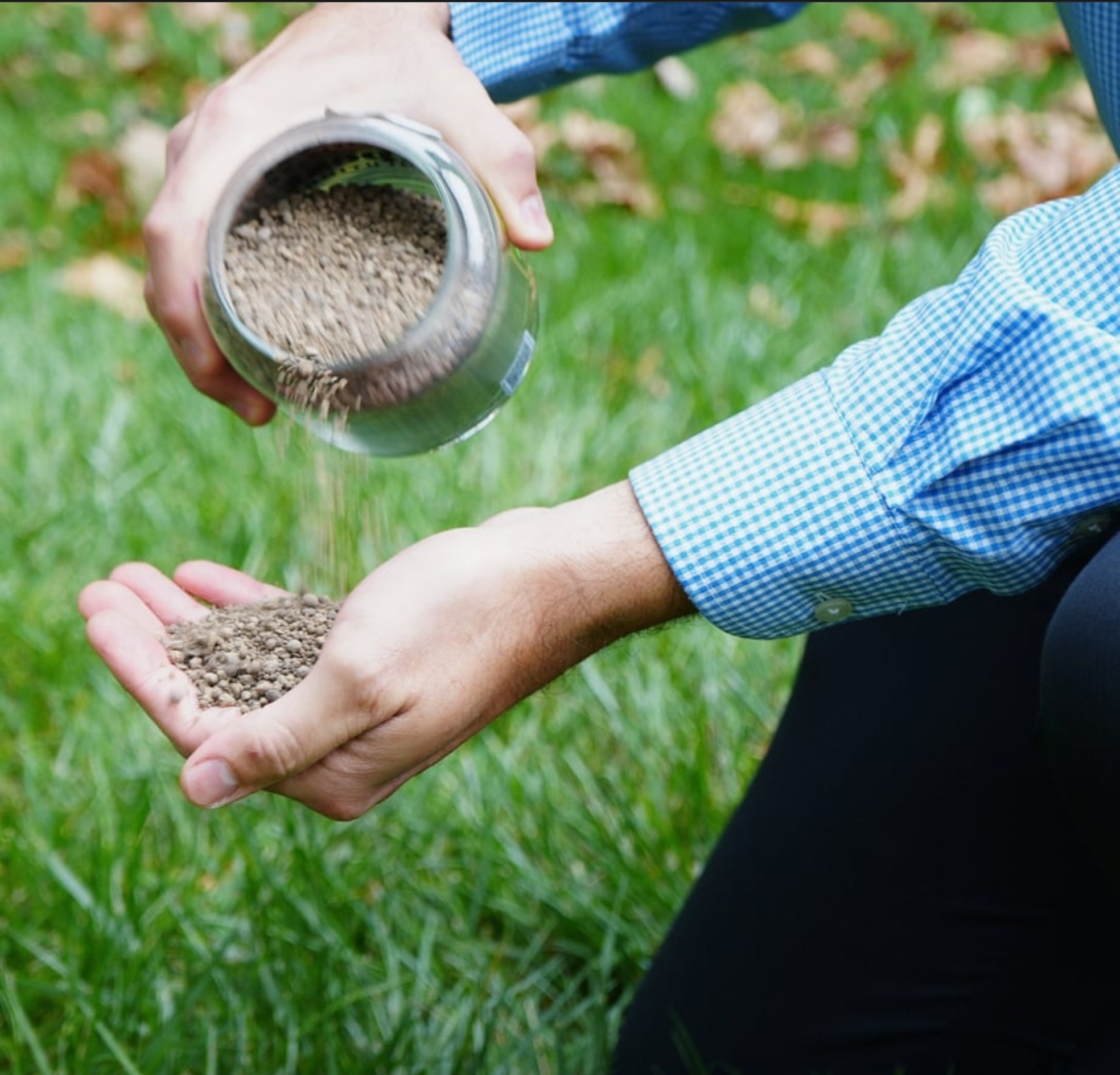 Lime treatment being applied to lawn