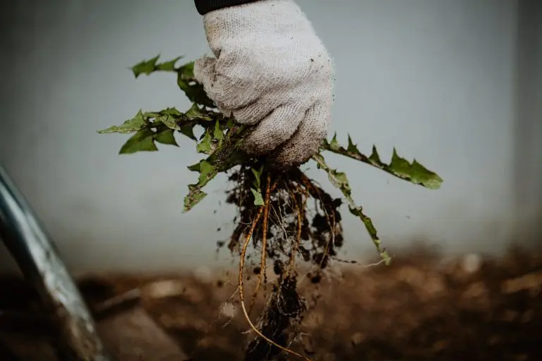 Hand pulling weeds and roots during spring yard cleanup