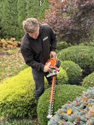 Crew member shaping shrubs into rounded forms with a hedge trimmer