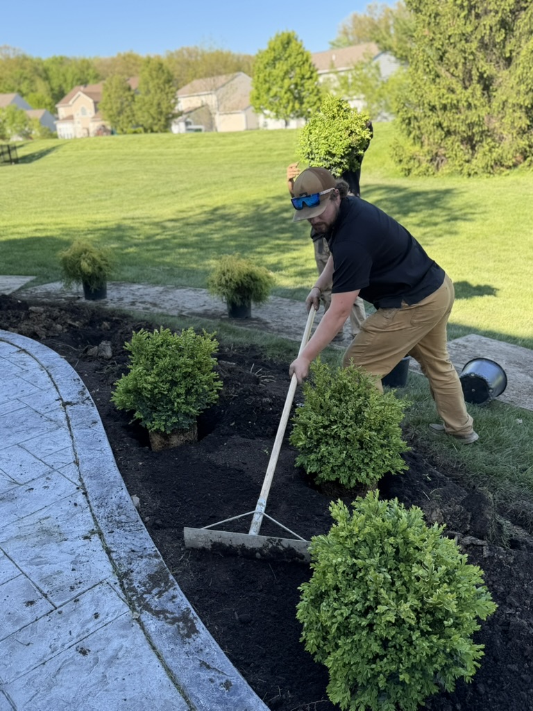Crew member raking fresh black mulch around new plantings