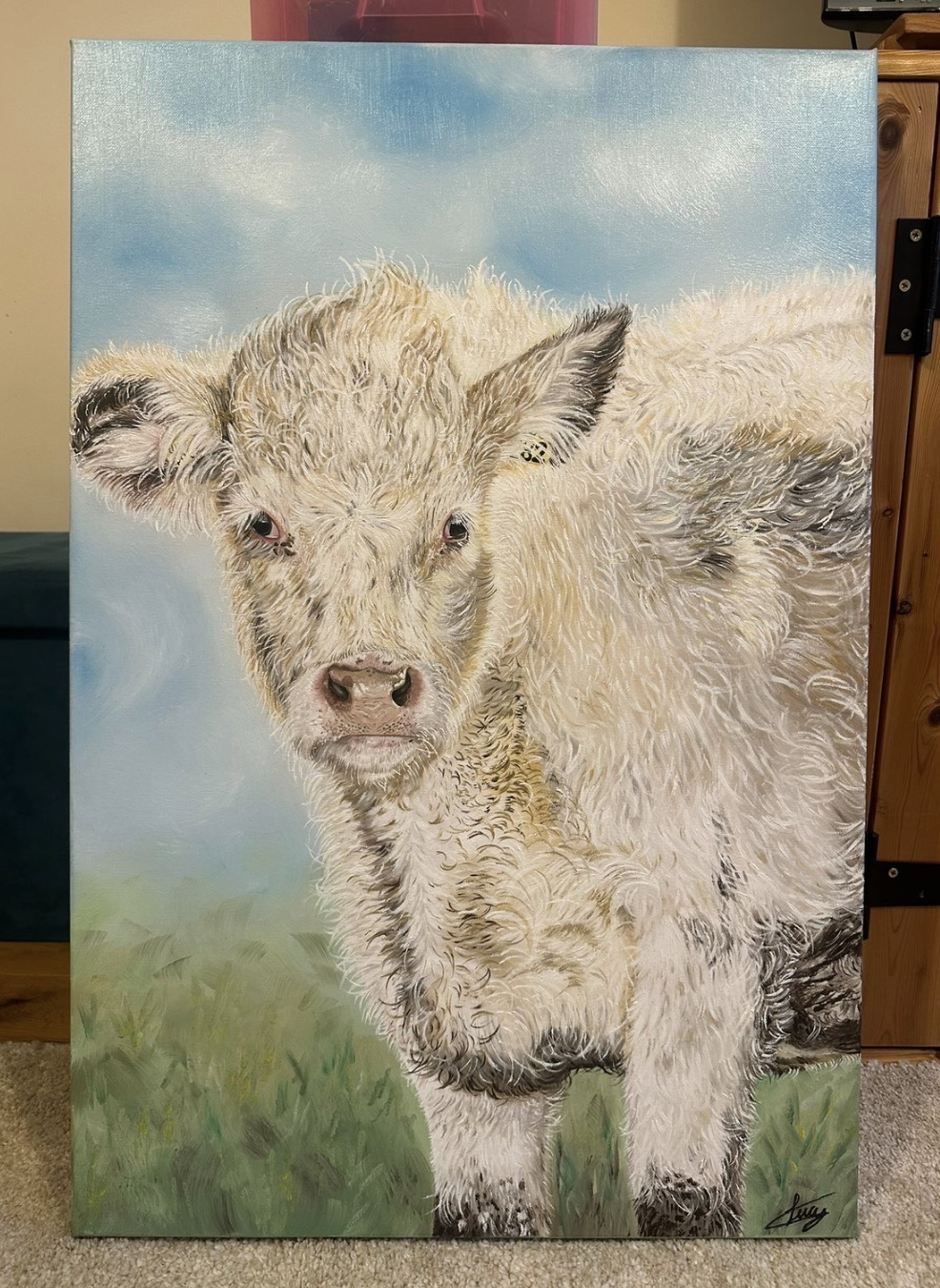Highland Calf