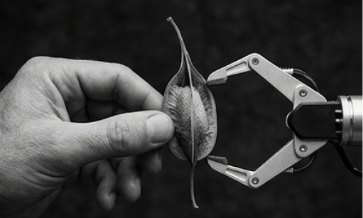 Human hand and robotic hand holding a leaf