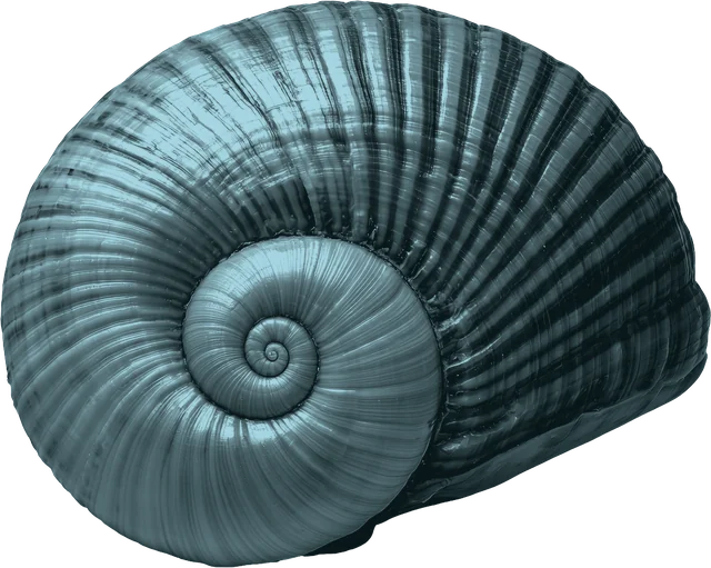 Spiral seashell