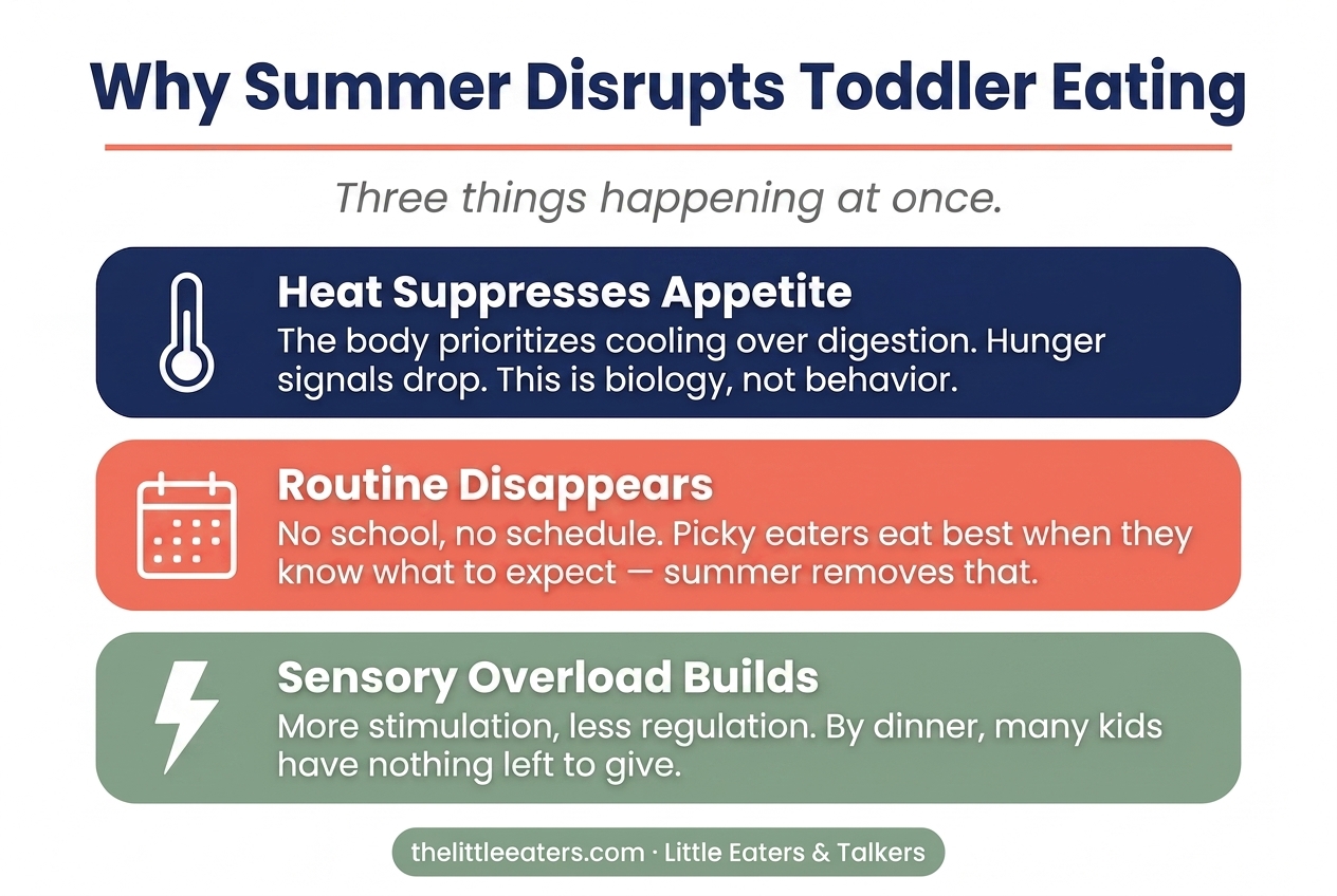 Why summer disrupts toddler eating routines — infographic by Little Eaters & Talkers Why summer disrupts toddler eating routines — infographic by Little Eaters & Talkers