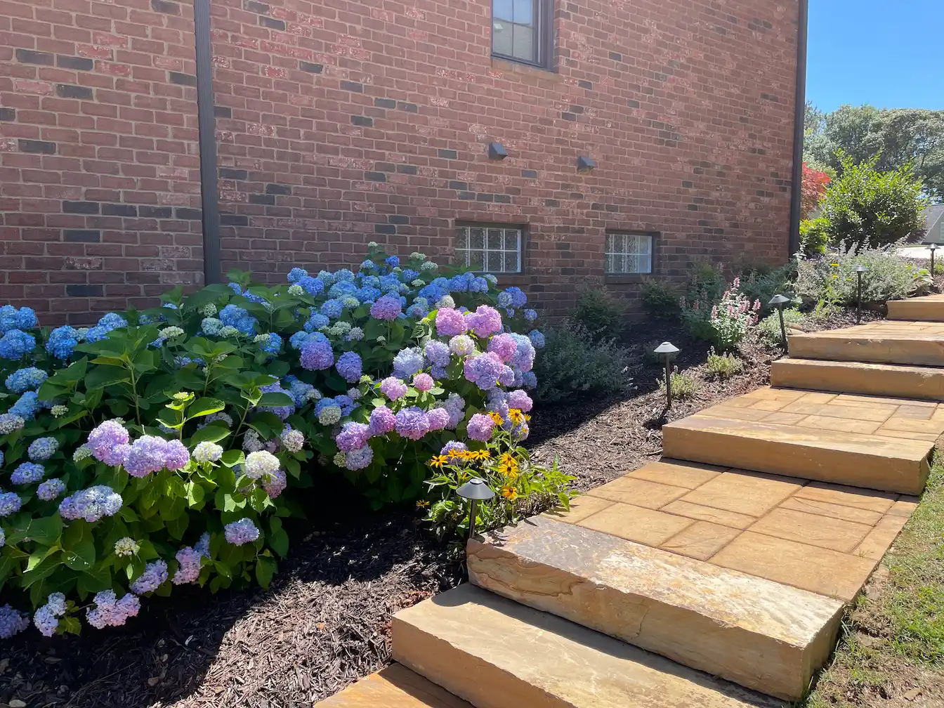 Stone steps and hydrangea landscape beds