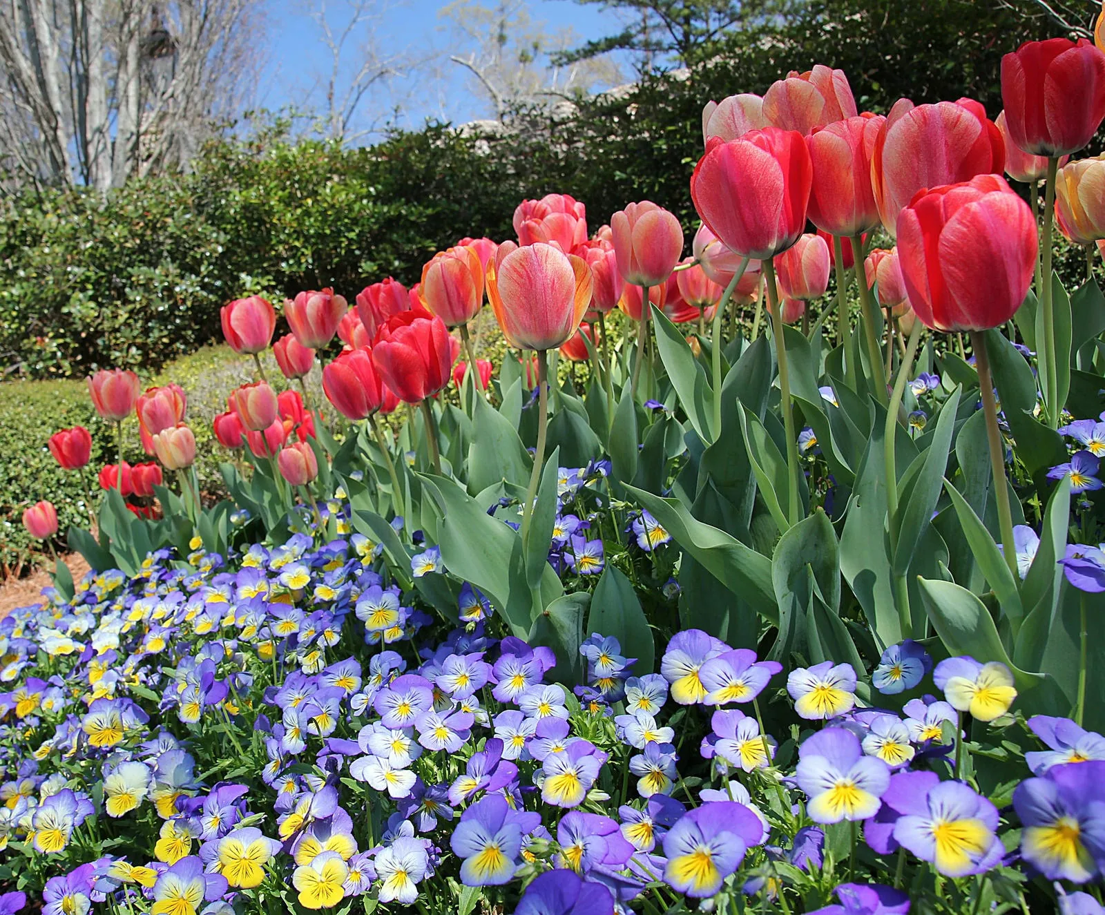 Seasonal color and flower bed installation