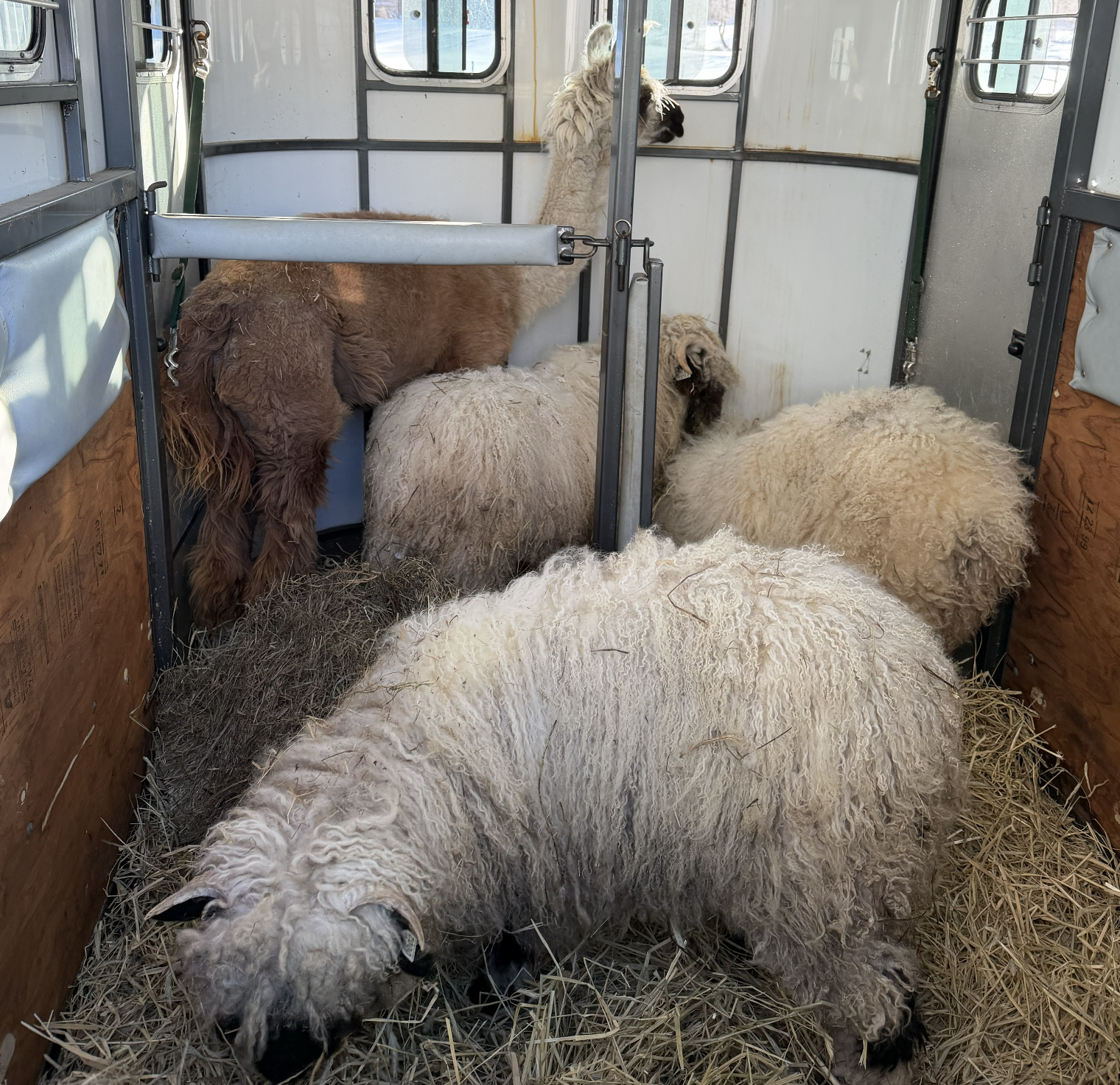 four animals in a trailer