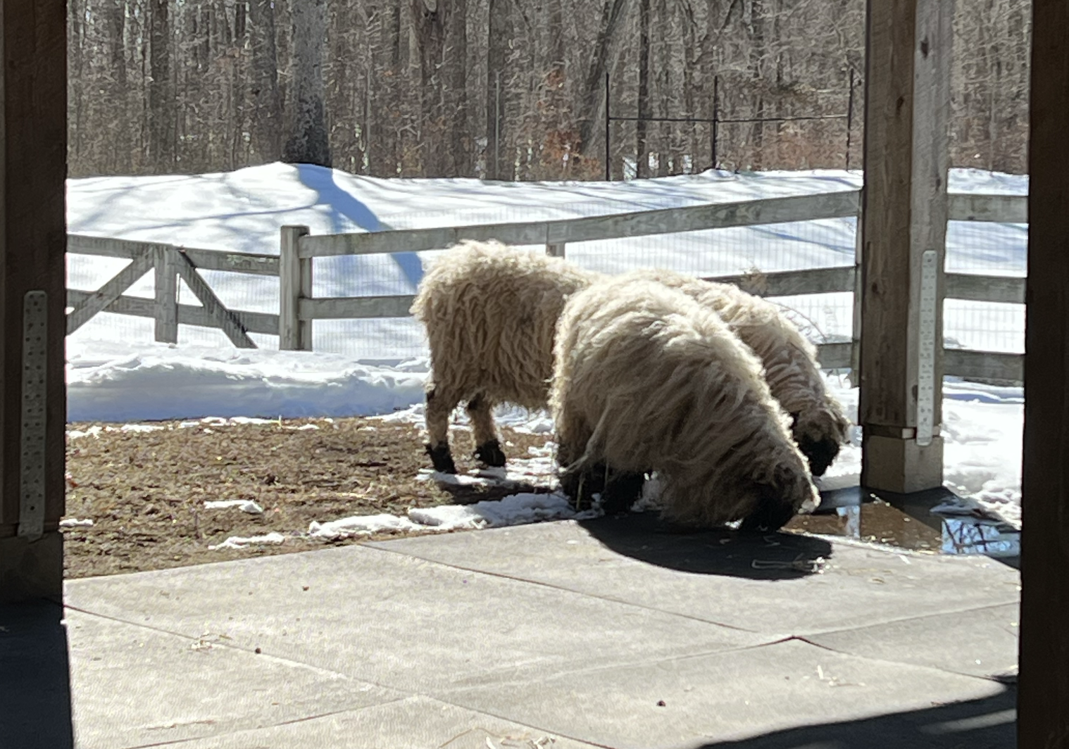 Wool & Wonder Farm Sheep