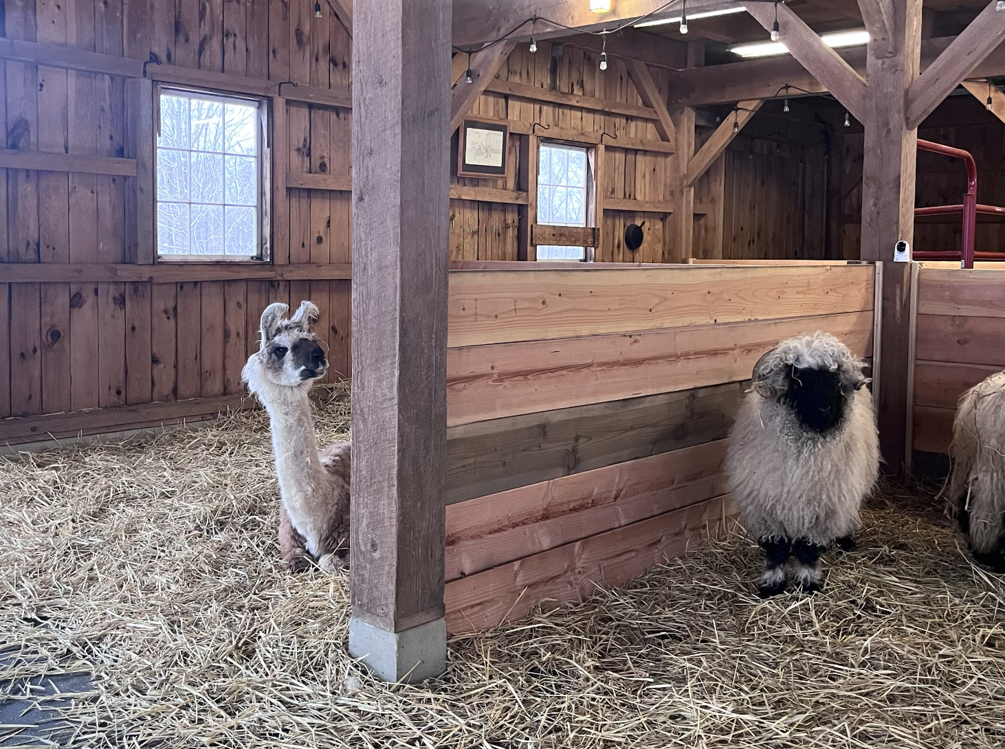 Wool & Wonder Farm Llama and Valais Blacknose Sheep