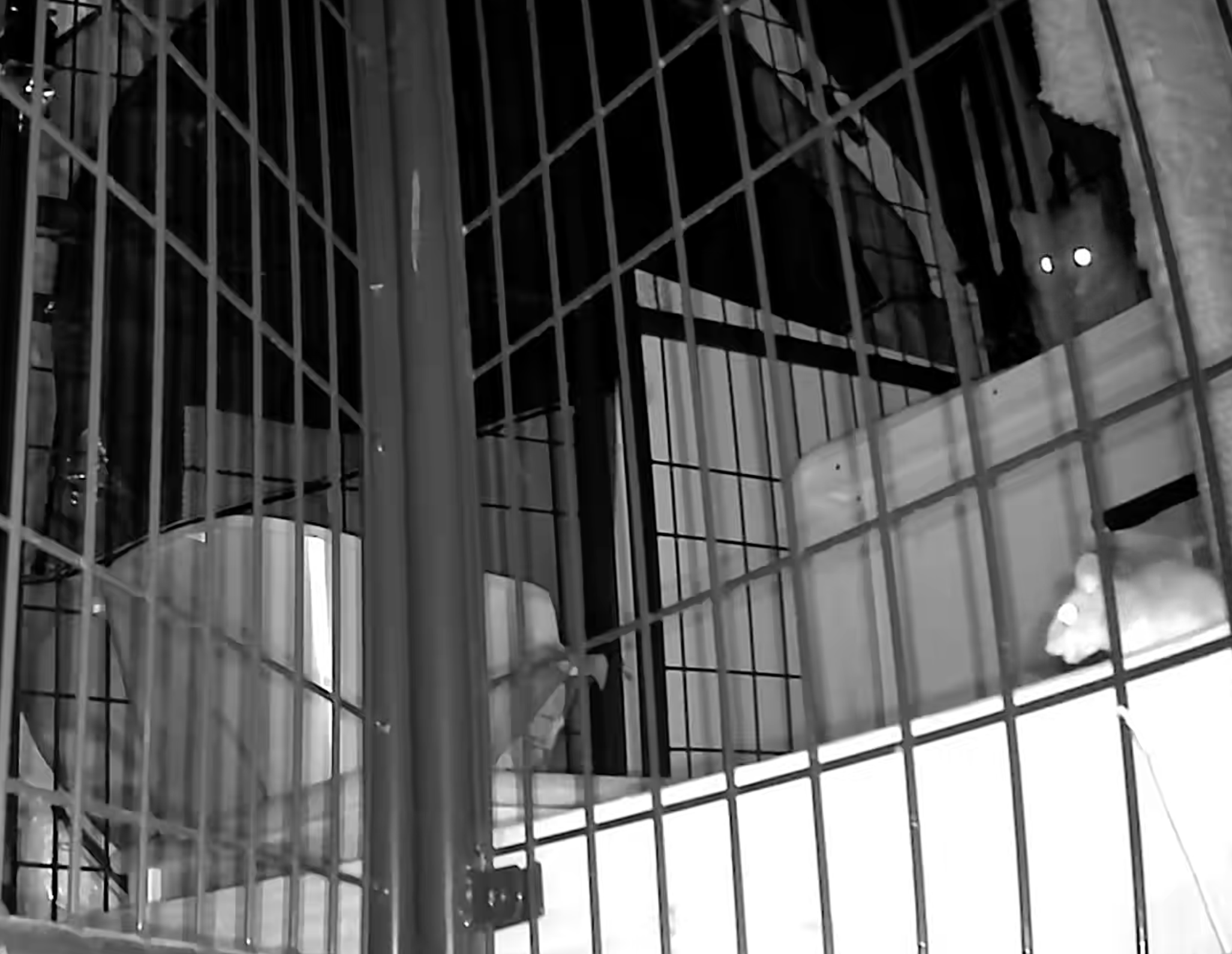 Glacier the Barn Cat | Wool & Wonder Farm, Guilford CT