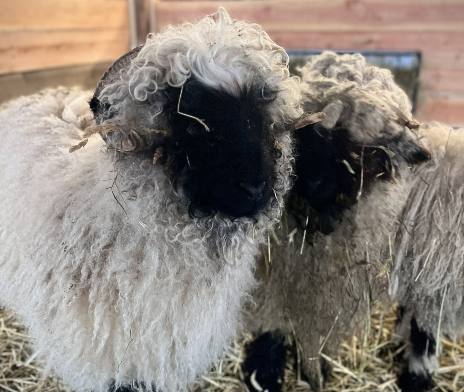 Valais Blacknose Sheep at Wool & Wonder Farm Guilford CT