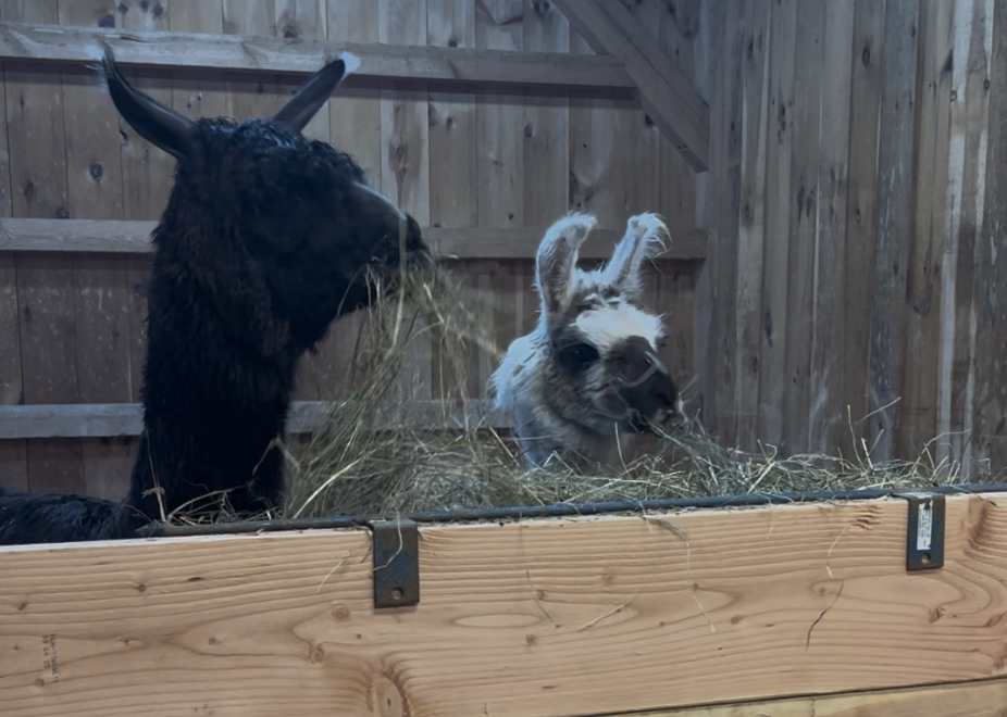 Candy & Kuzco in love