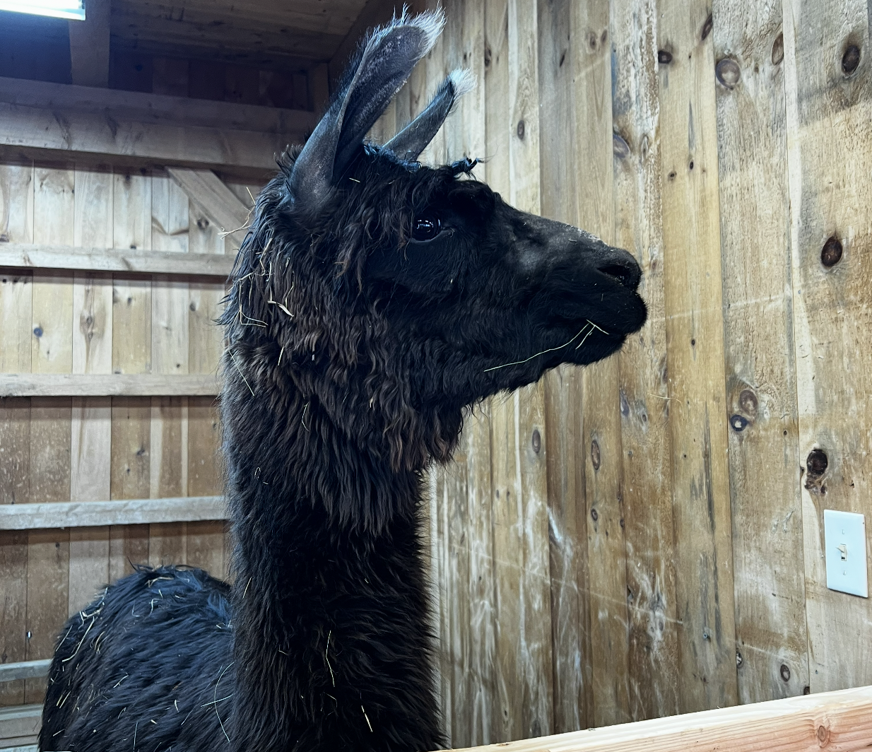 New Black Llama Kuzco