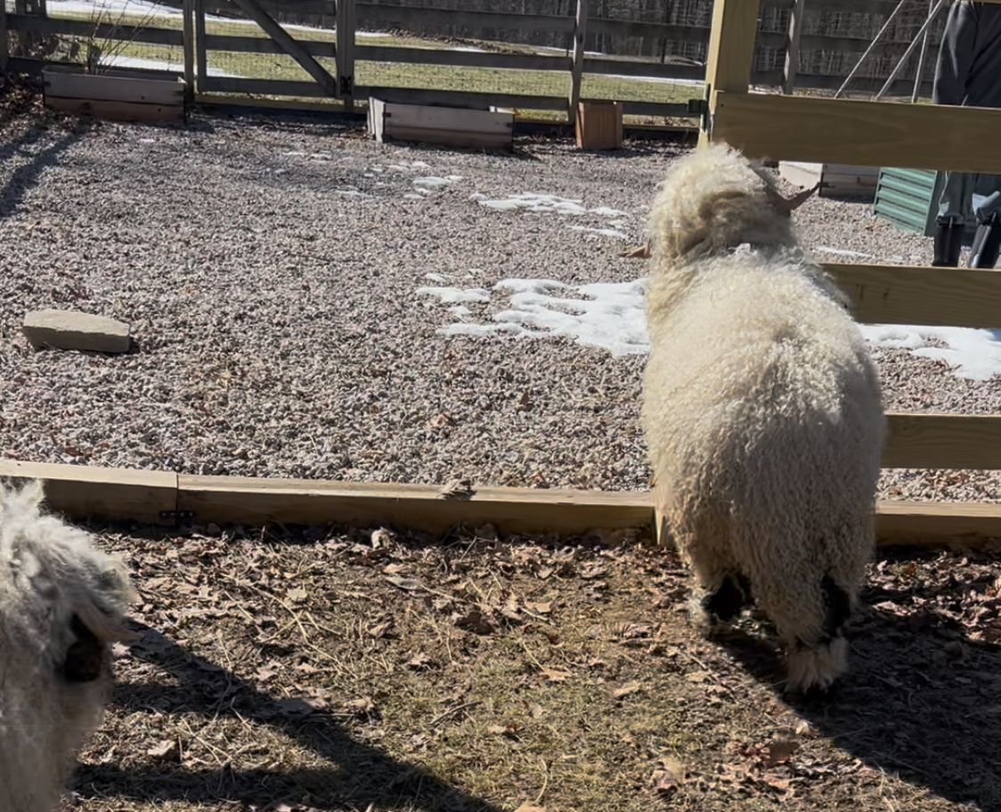 Ian banging into the fence