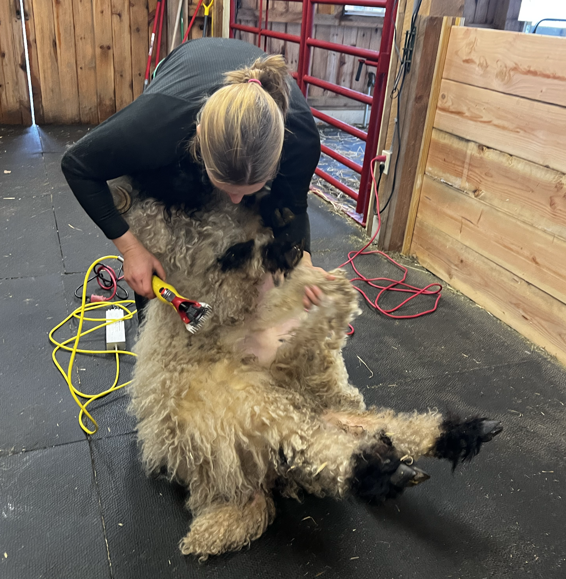 Shearing a Valais Blacknose Sheep