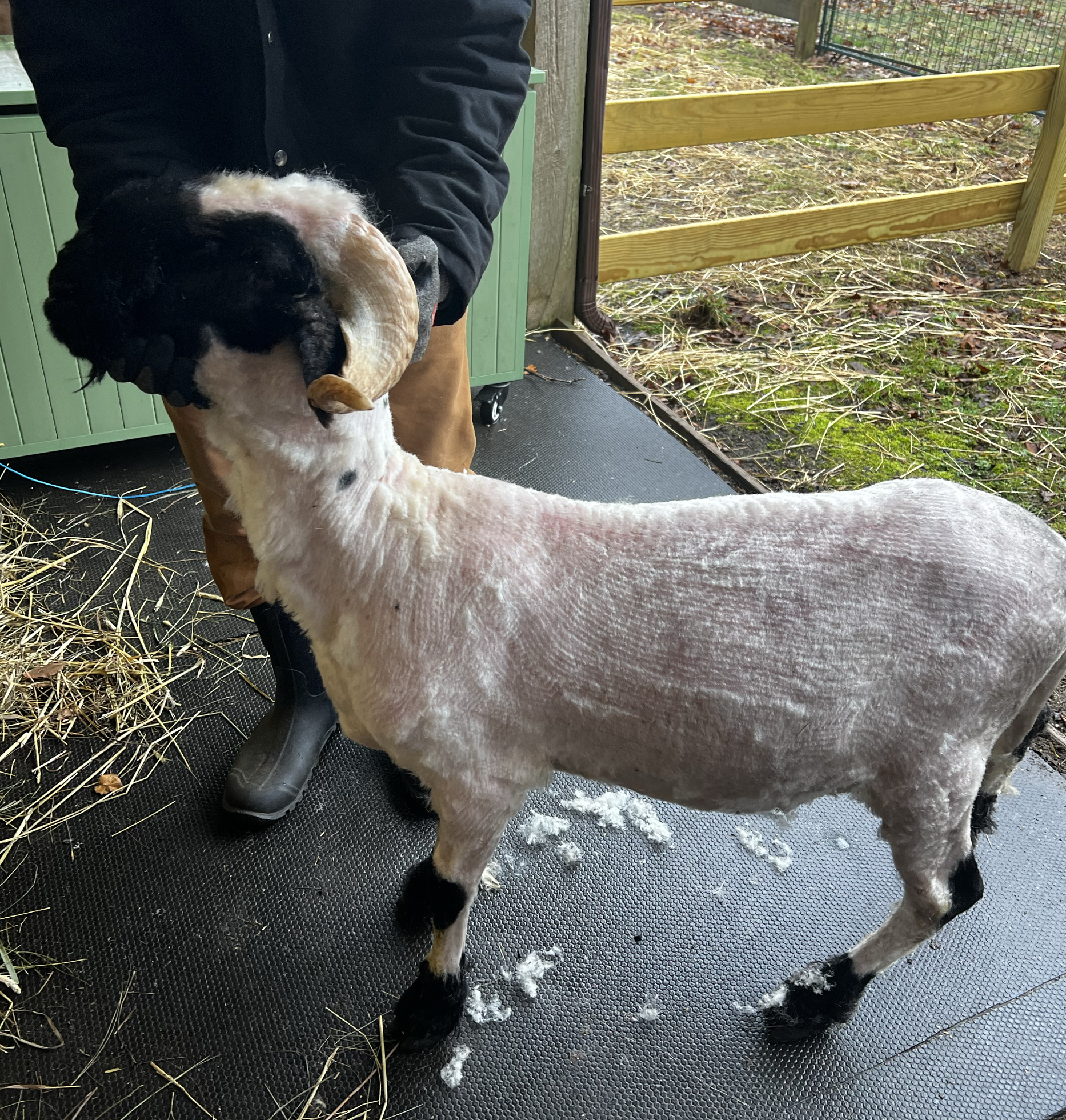 Sheep Sheared