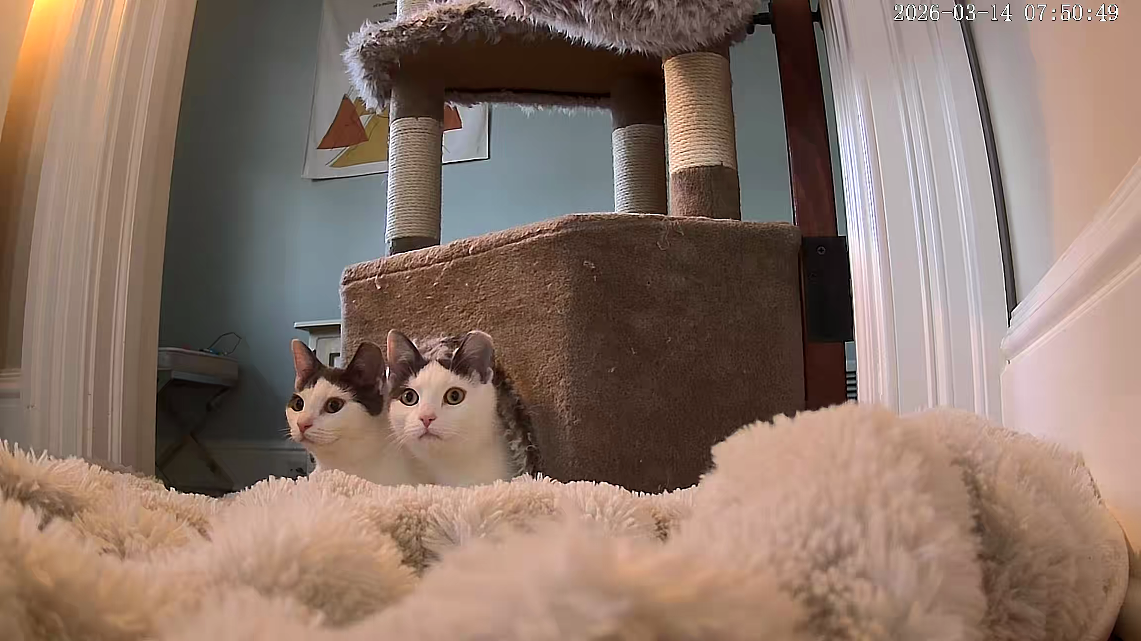 failed barn cats