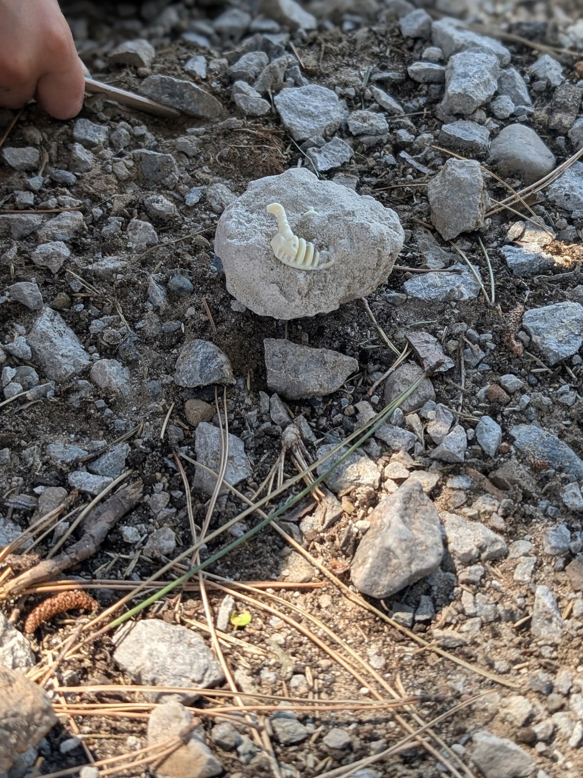 A handmade fossil being excavated from a plaster dig at BioTroopers.