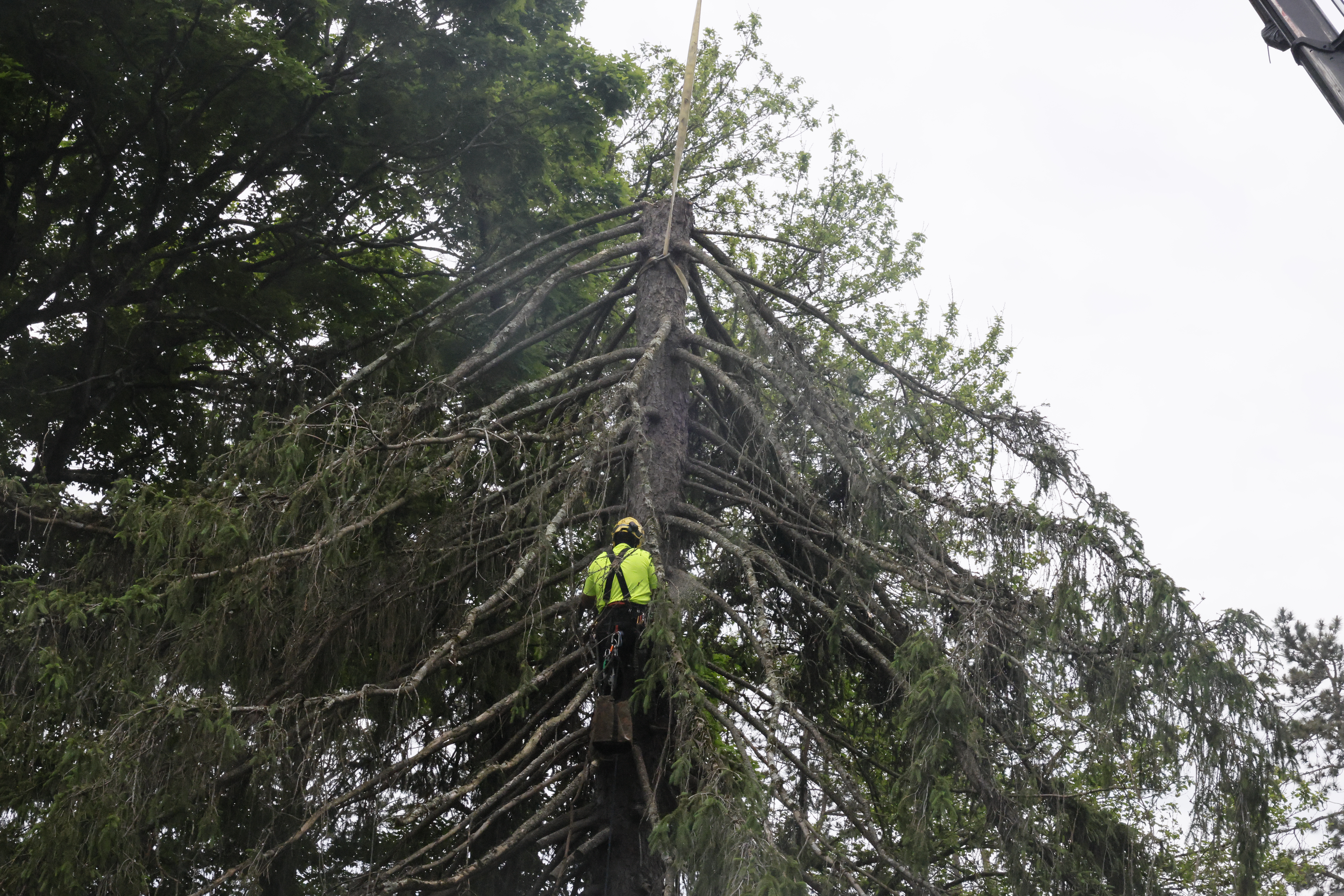Tree removal work by Willy Diamond Tree Care