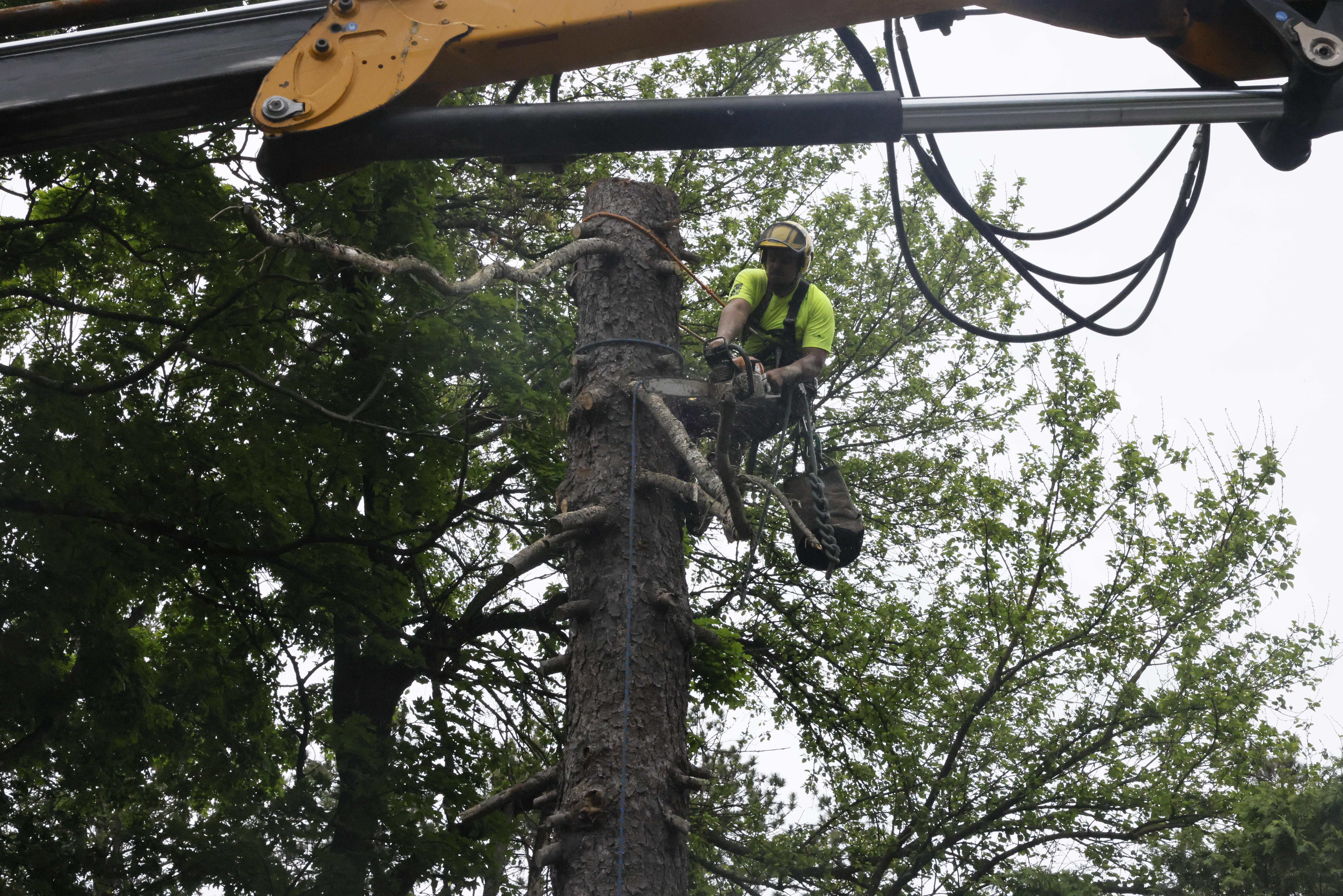 Willy Diamond Tree Care crew performing professional tree work
