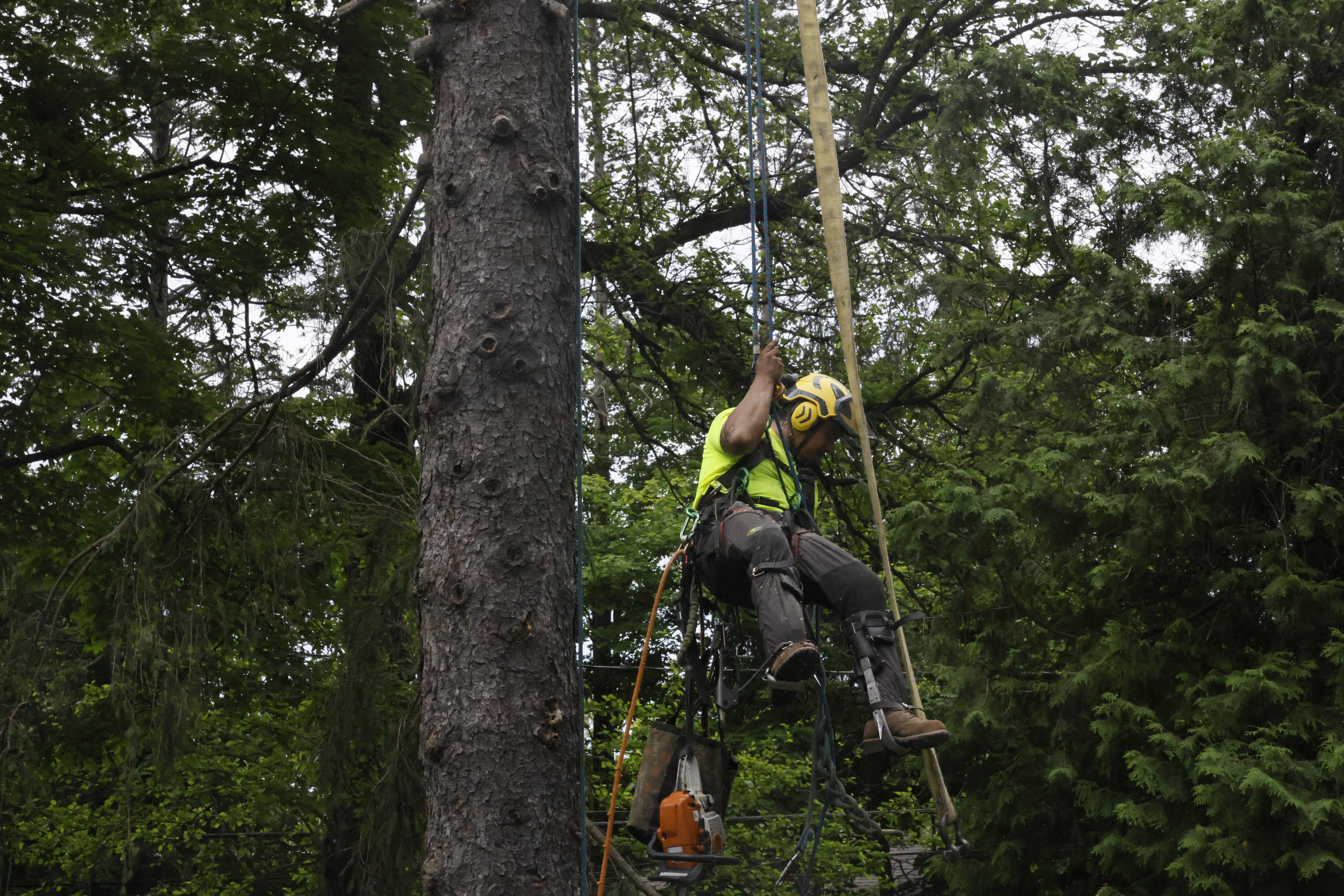 Willy Diamond Tree Care project photo