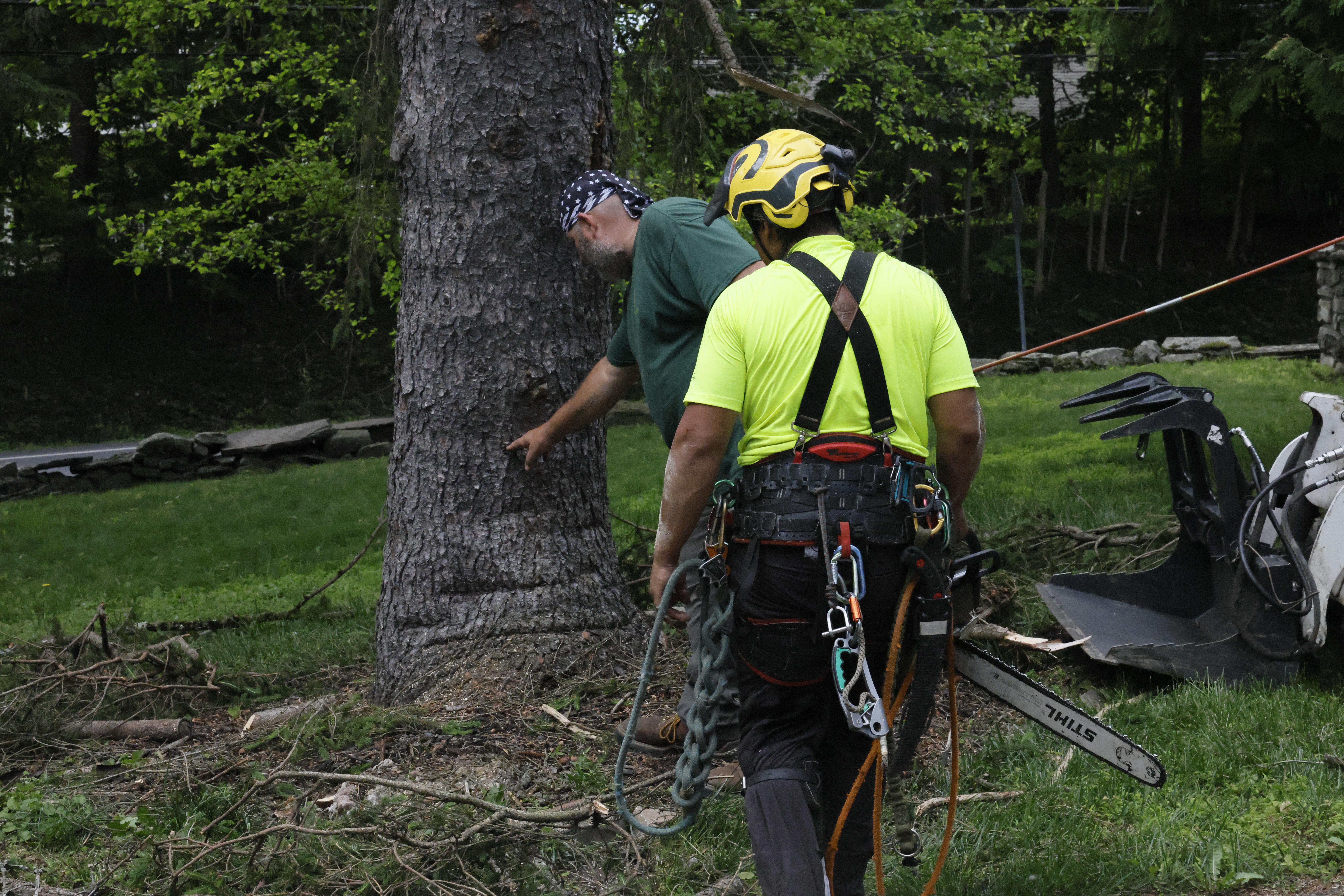 Willy Diamond Tree Care project photo