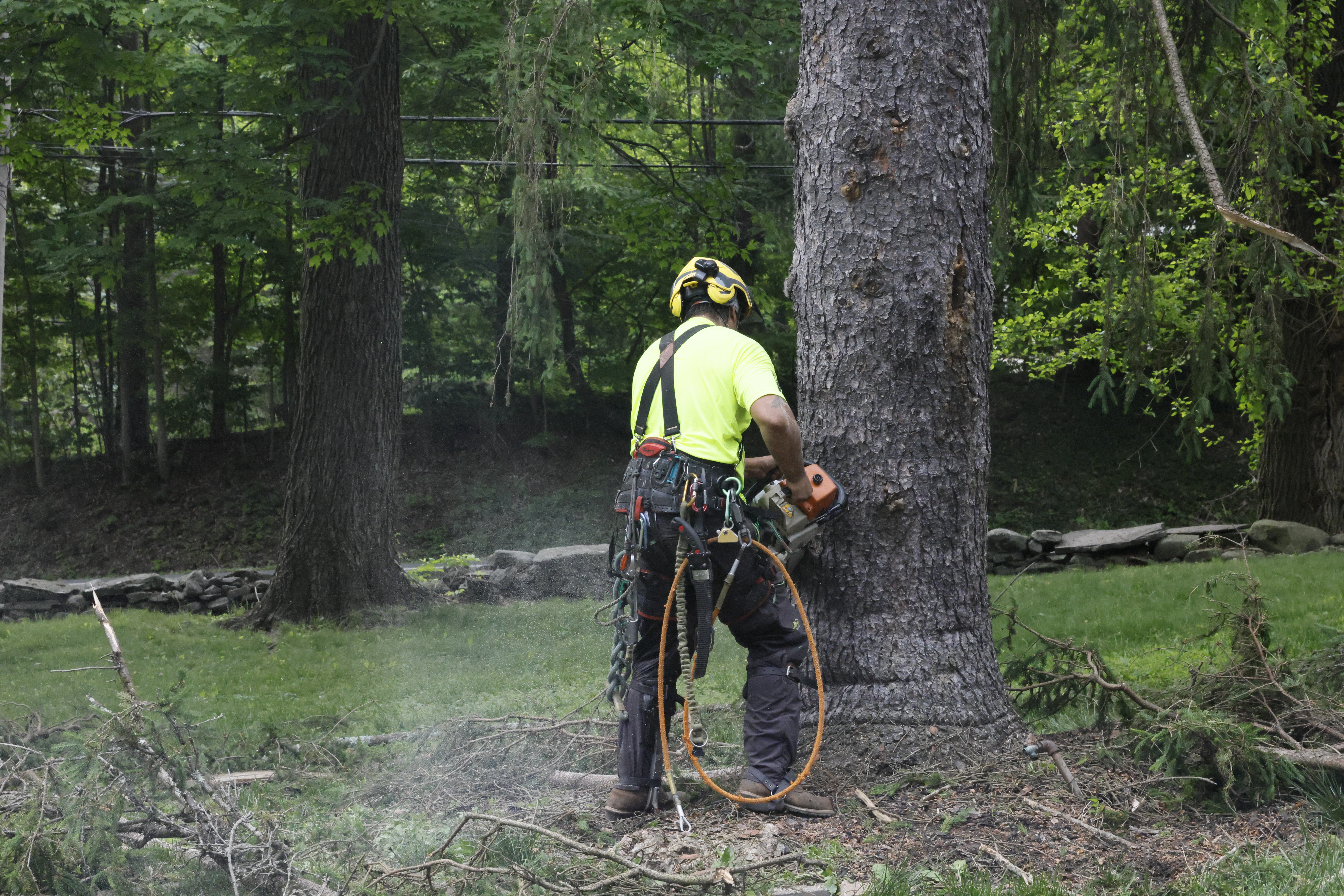 Willy Diamond Tree Care tree removal project photo