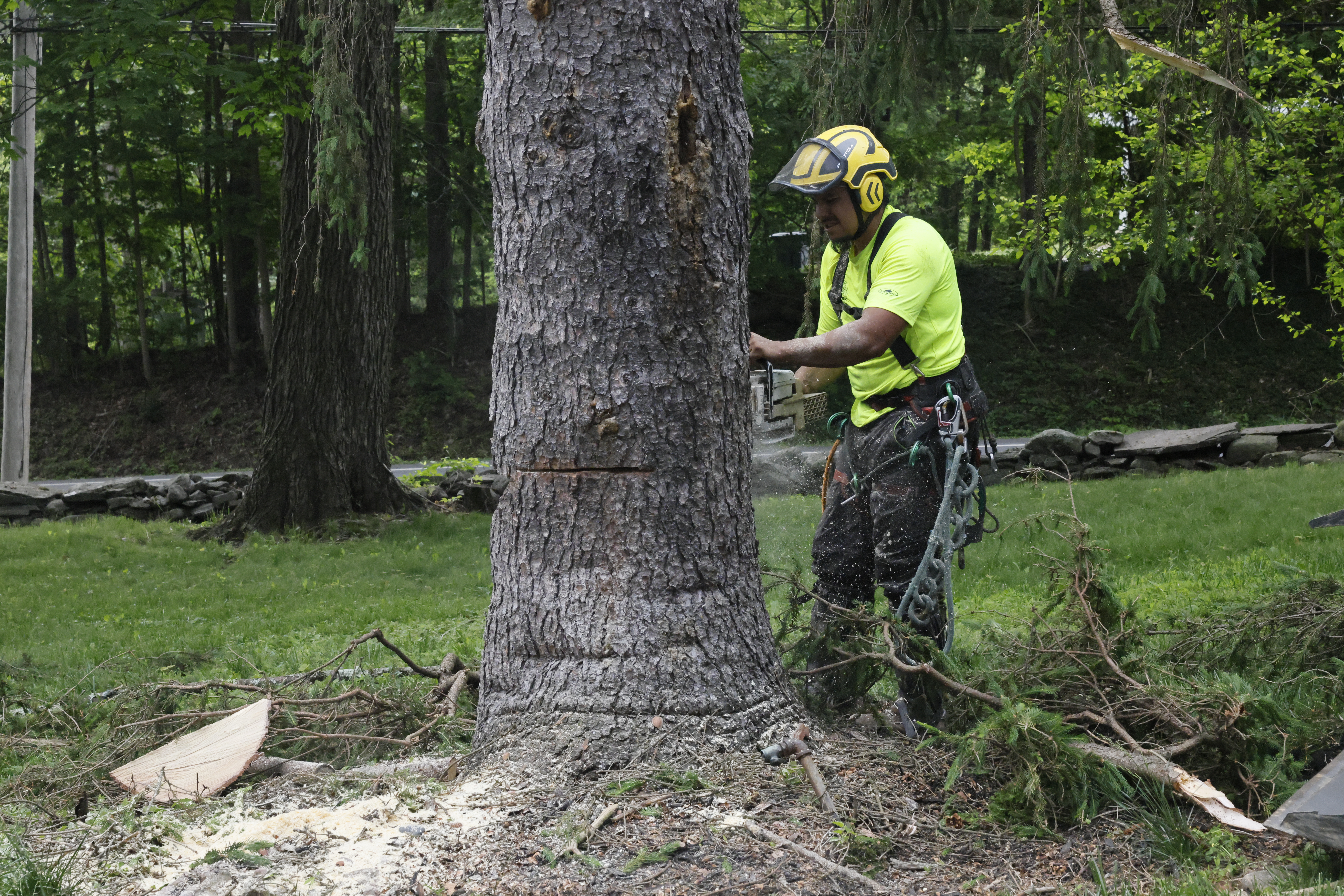 Stump grinding service