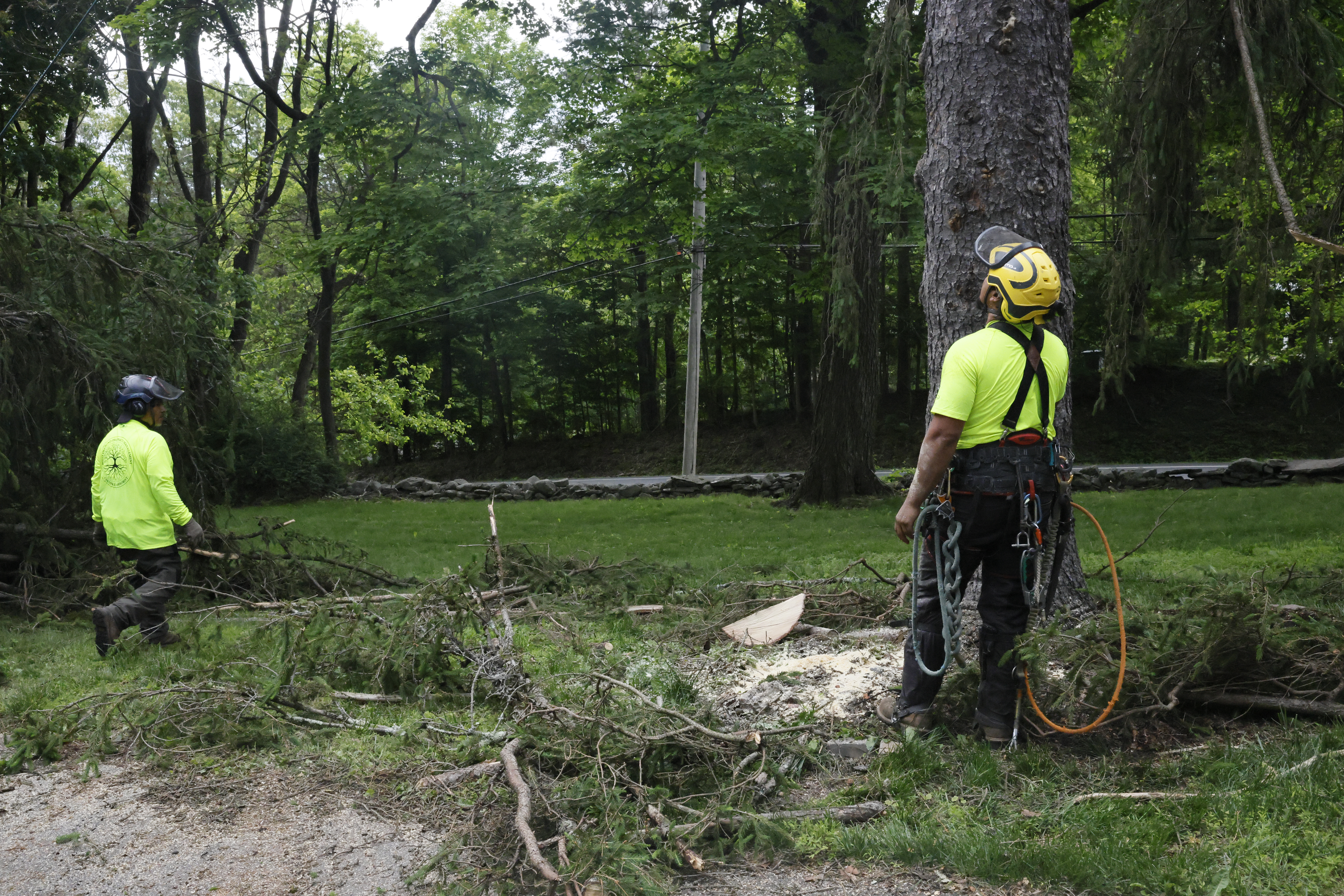 Willy Diamond Tree Care crew on a job site
