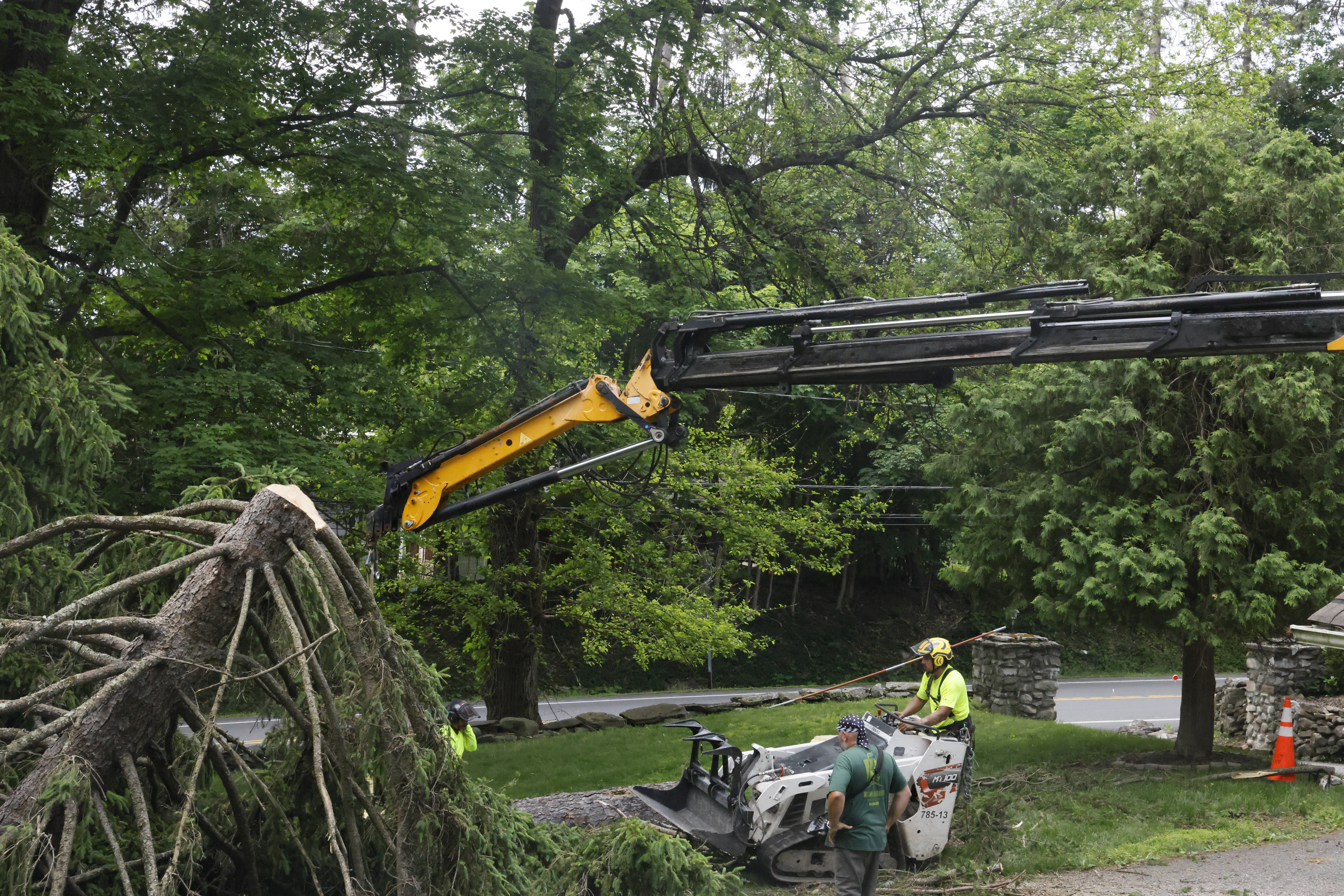 Willy Diamond Tree Care pruning project photo