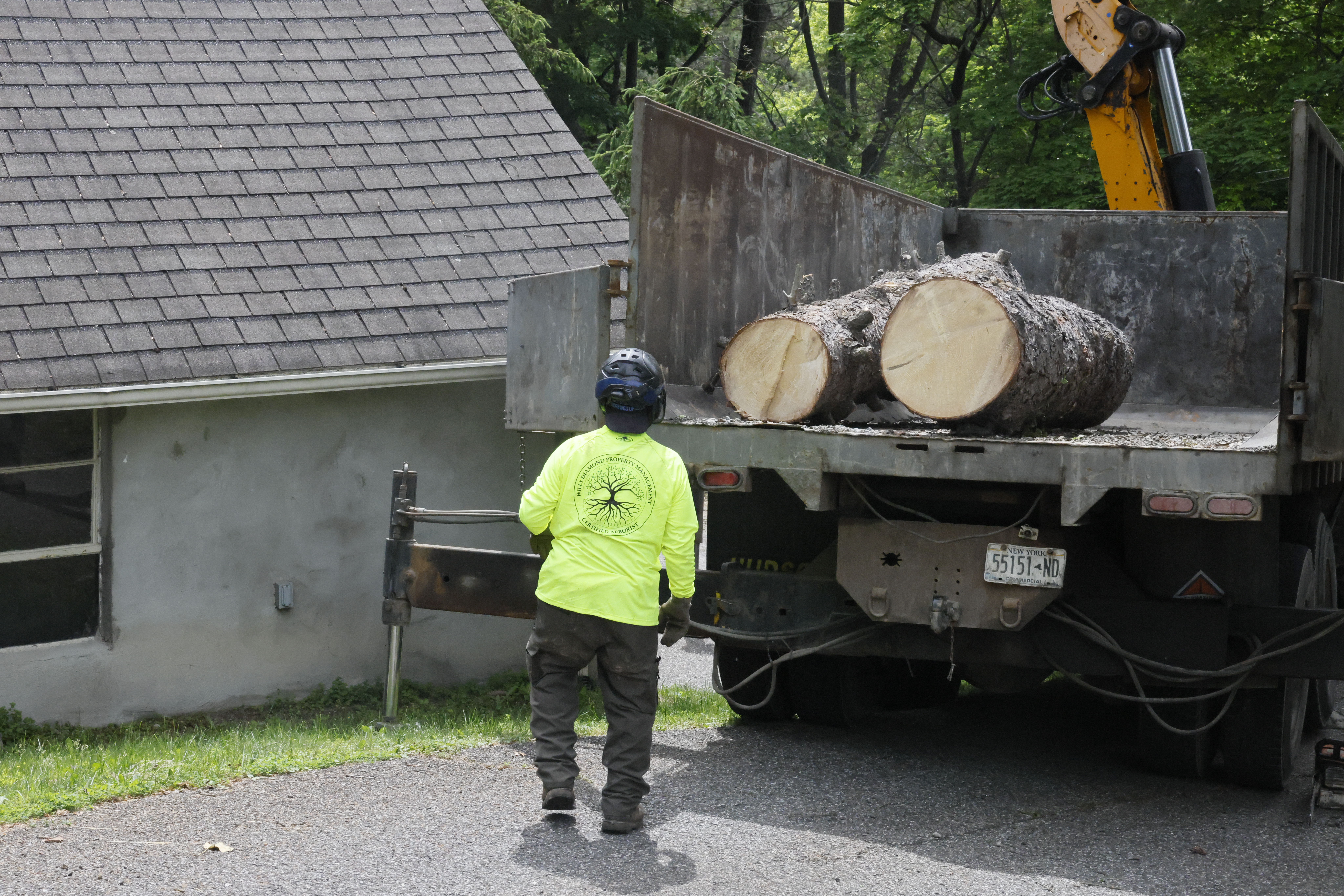 Willy Diamond Tree Care land clearing project photo