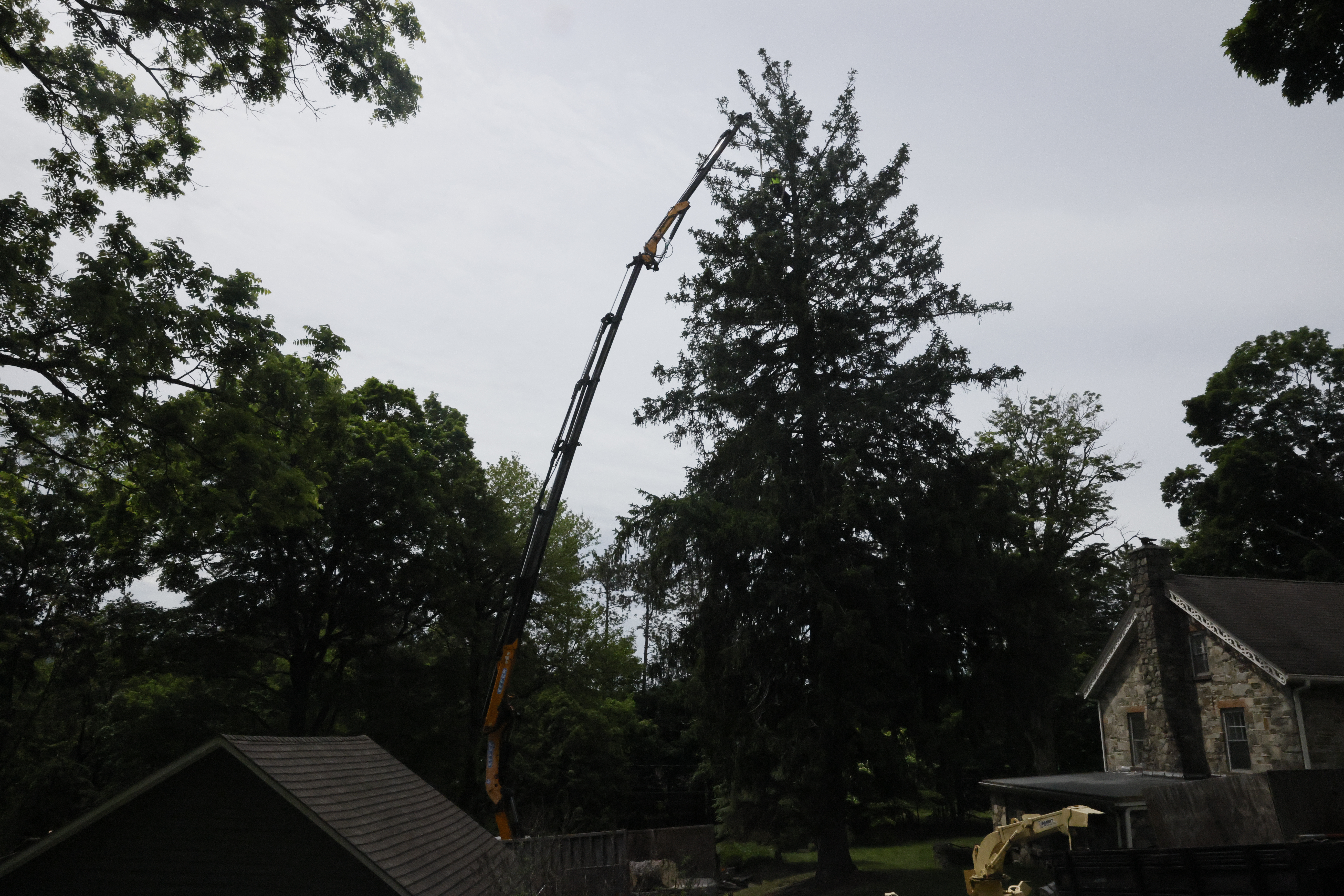 Willy Diamond Tree Care tree removal project photo