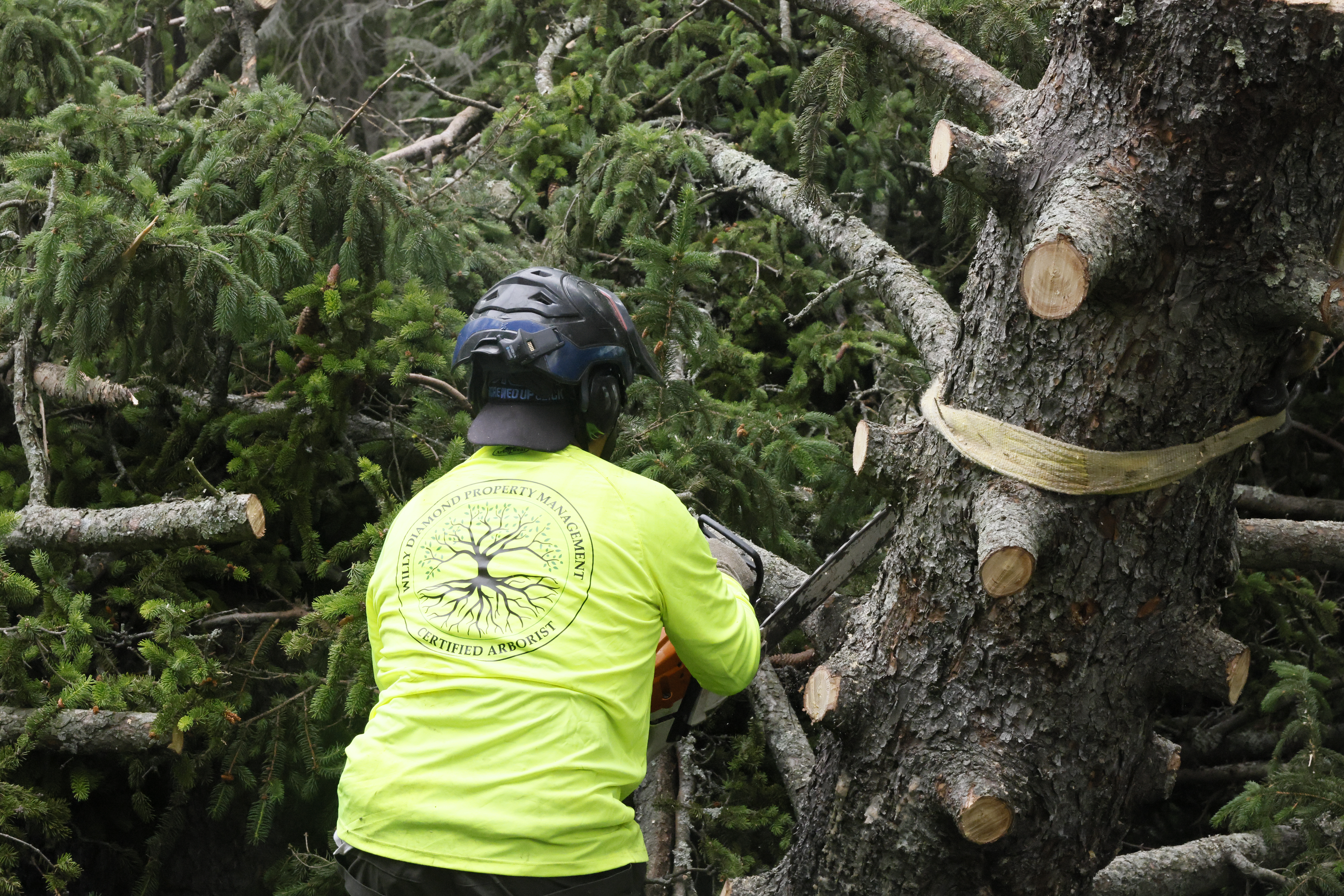 Willy Diamond Tree Care project photo