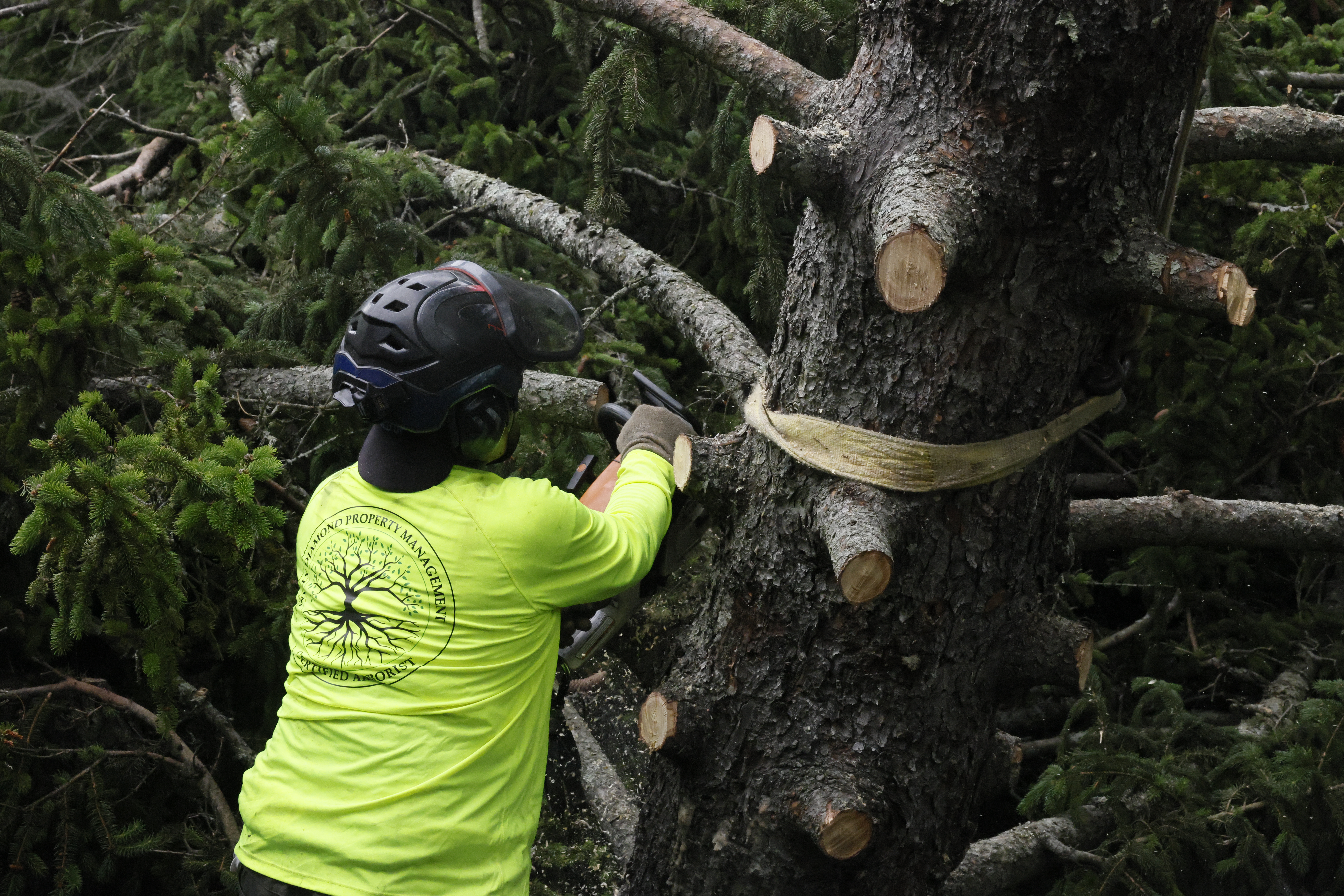 Willy Diamond Tree Care tree removal project photo