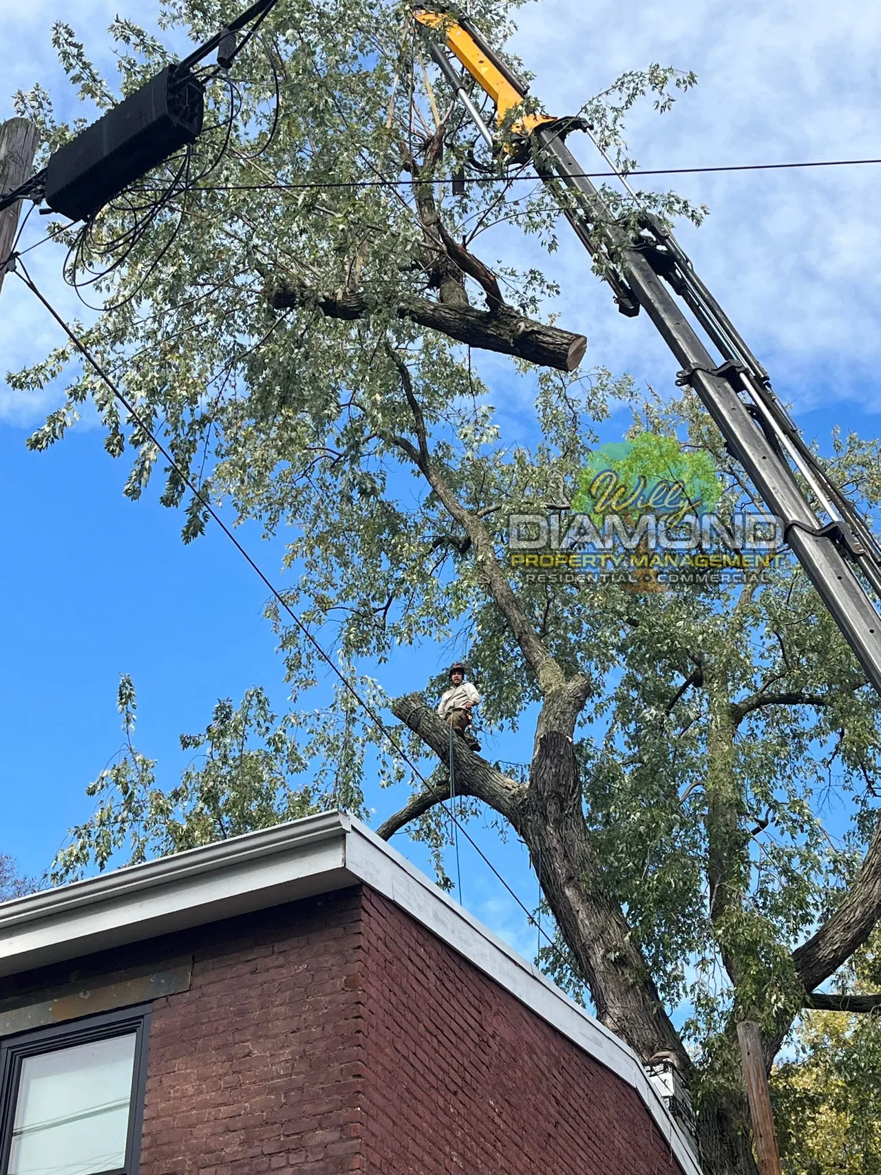 Willy Diamond Tree Care project photo