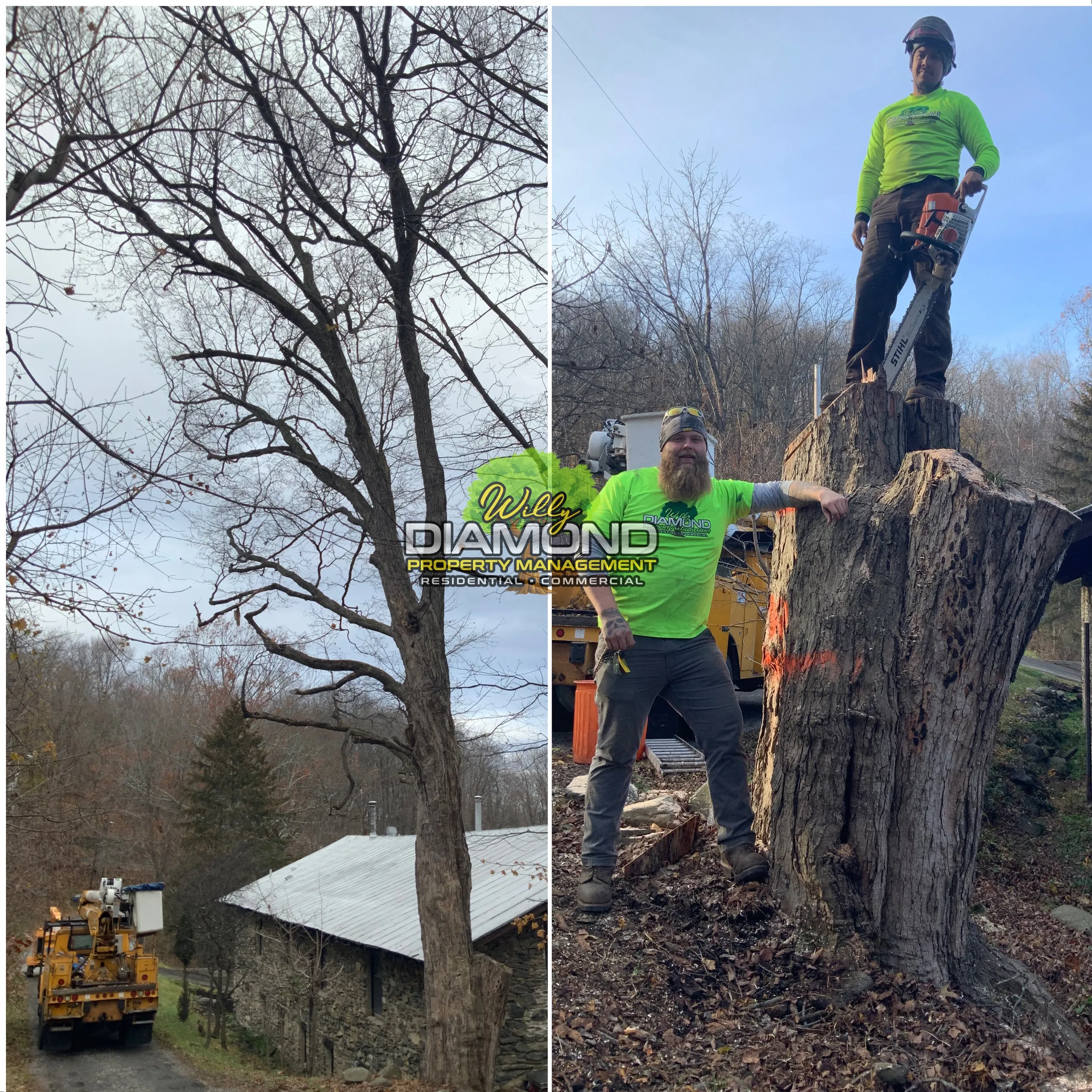 Willy Diamond Tree Care project photo
