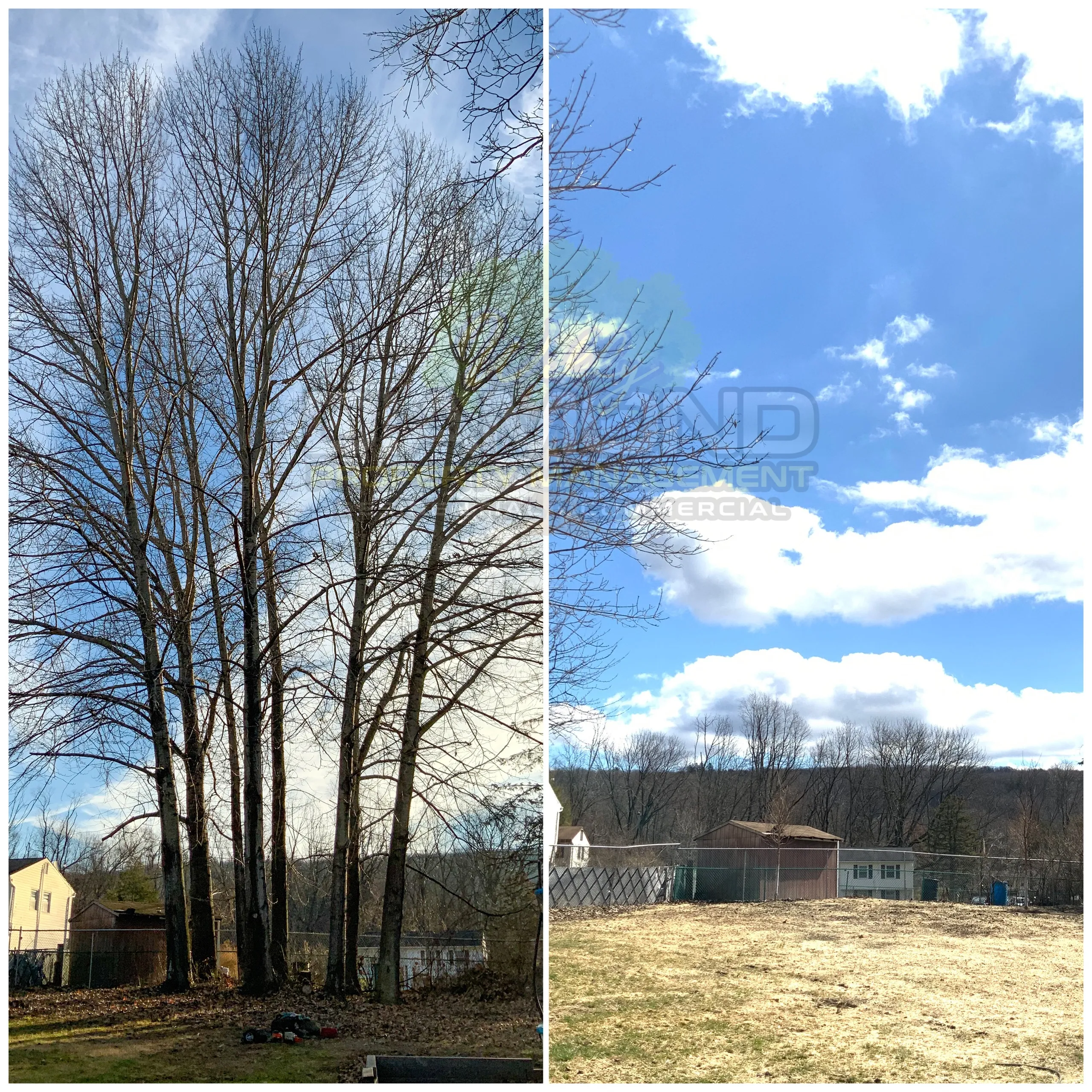 Willy Diamond Tree Care project photo