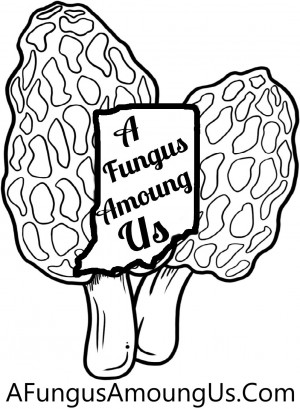Afungusamoungus