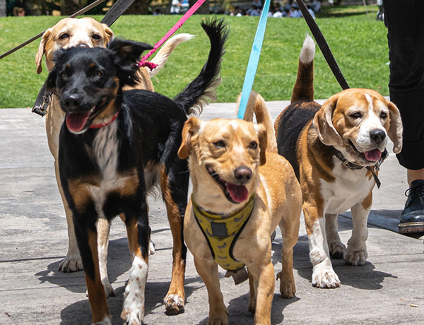 Woof Ventures Overnight Puppy Daycare Doggy Daycare Near Me