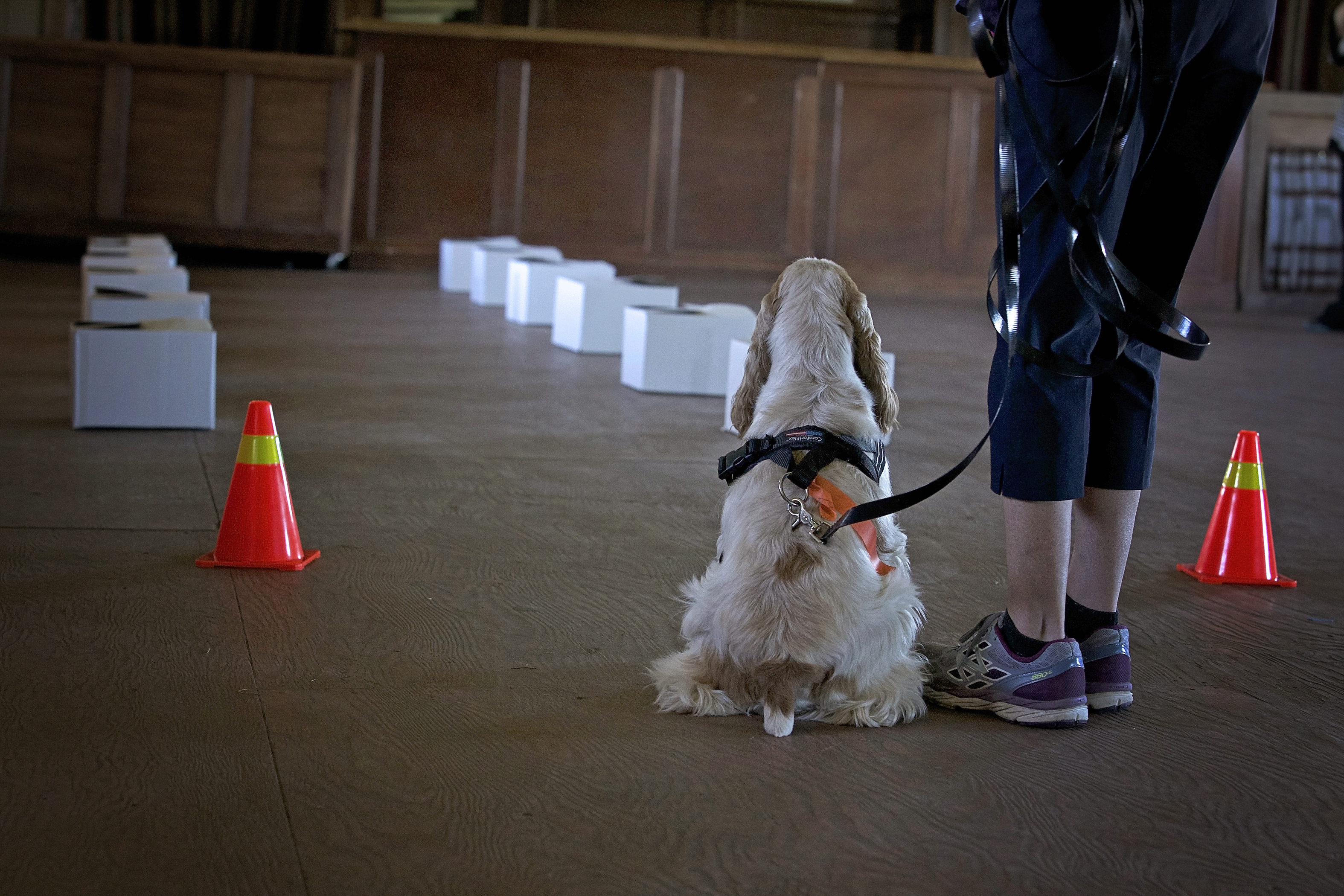 a cocker spaniel sits in front of two rows of white boxes