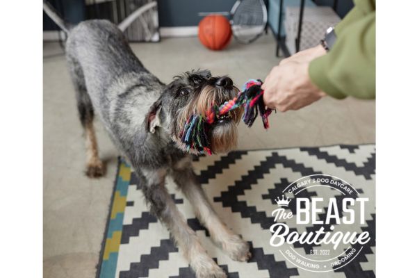 a gray dog tugs on a toy with a person a gray dog tugs on a toy with a person