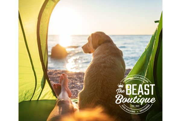 a yellow lab sits in a tent and looks out at the ocean view